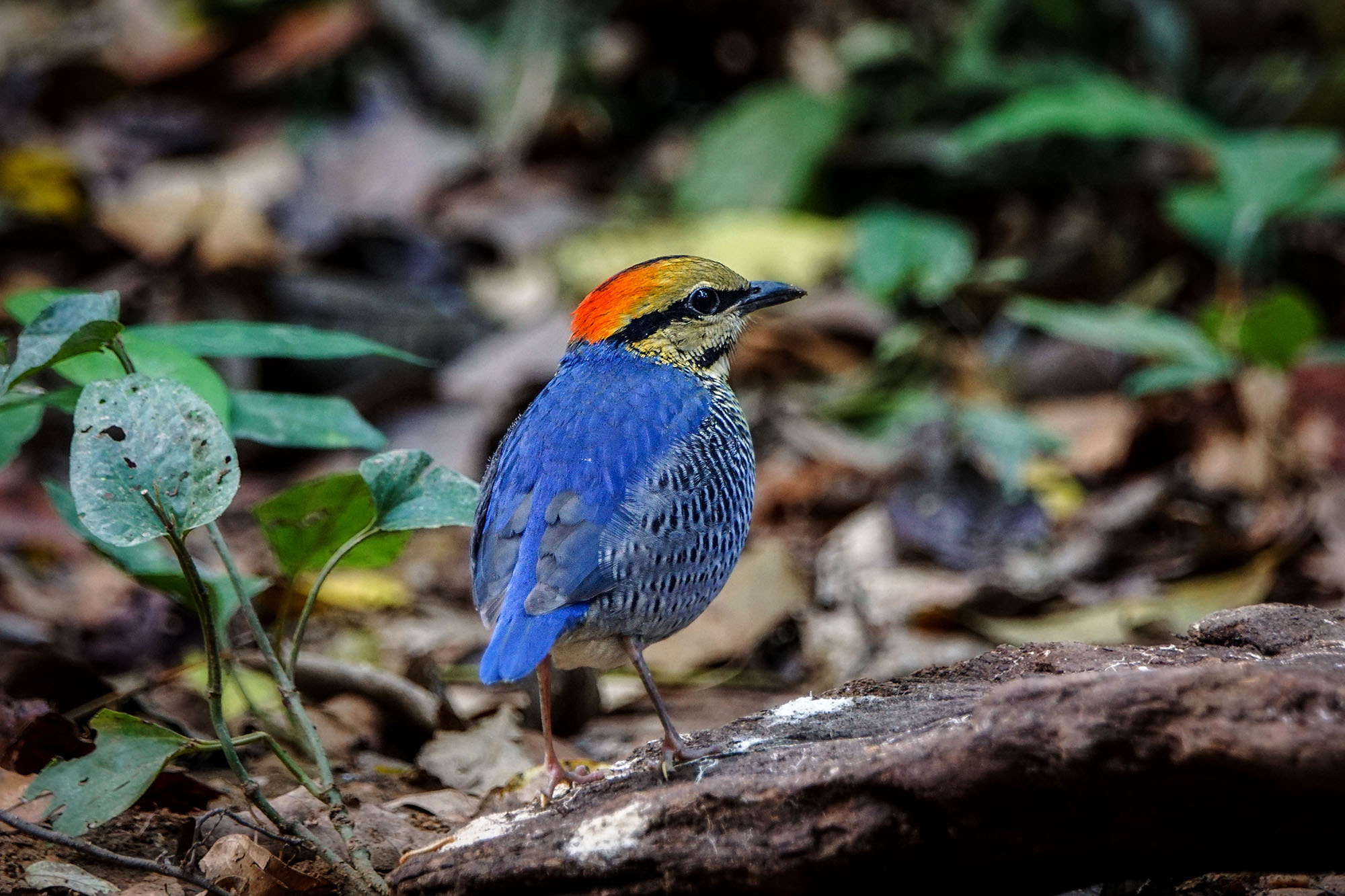 Sony ILCA-77M2 sample photo. Blue pitta (male) photography