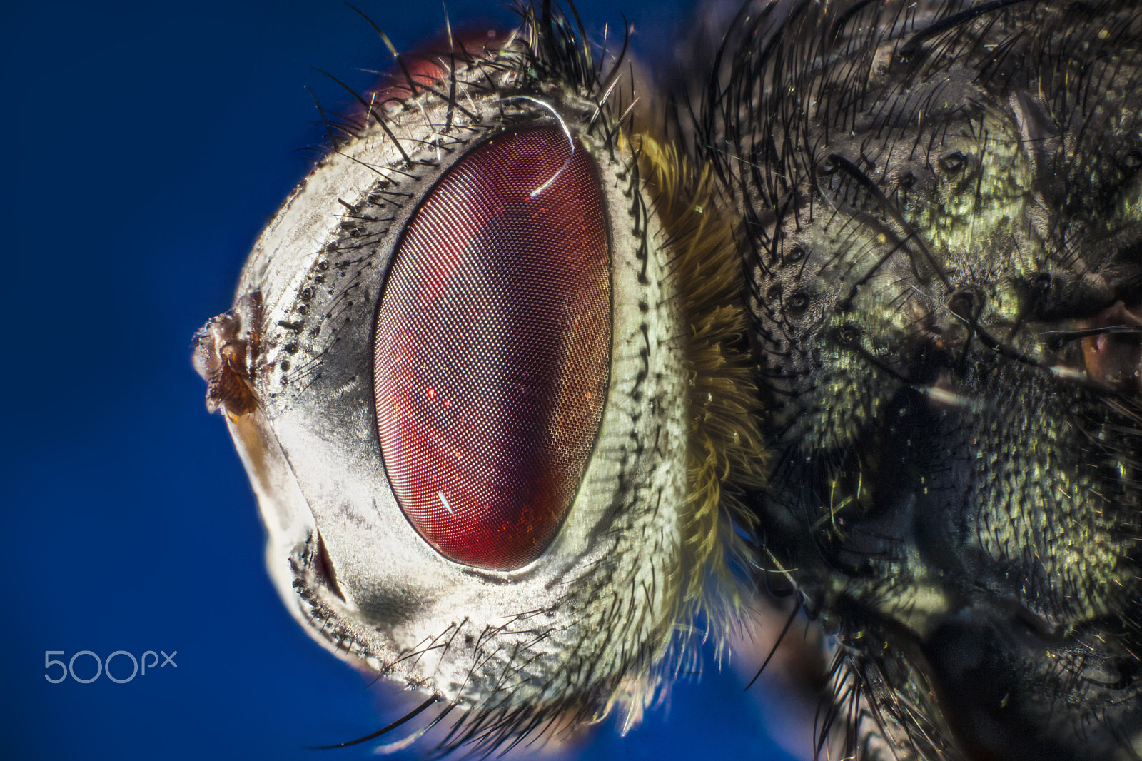 Sigma APO Macro 150mm f/2.8 EX DG HSM sample photo. Fly head photography