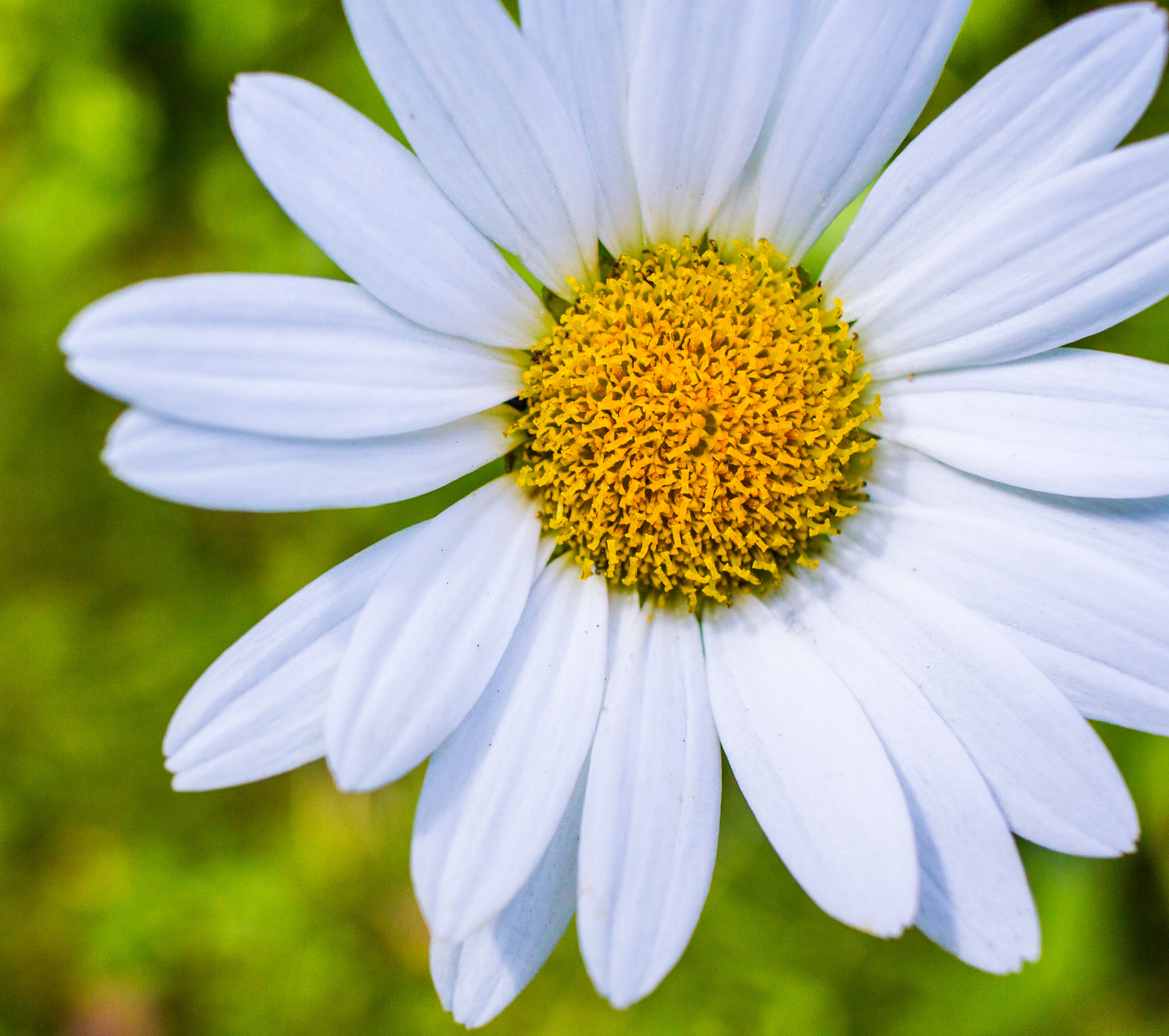 Canon EF-S 24mm F2.8 STM sample photo. Late season daisy photography