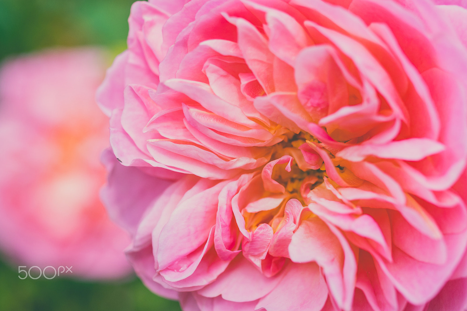 Pentax smc DA 35mm F2.8 Macro Limited sample photo. Pink blooms photography
