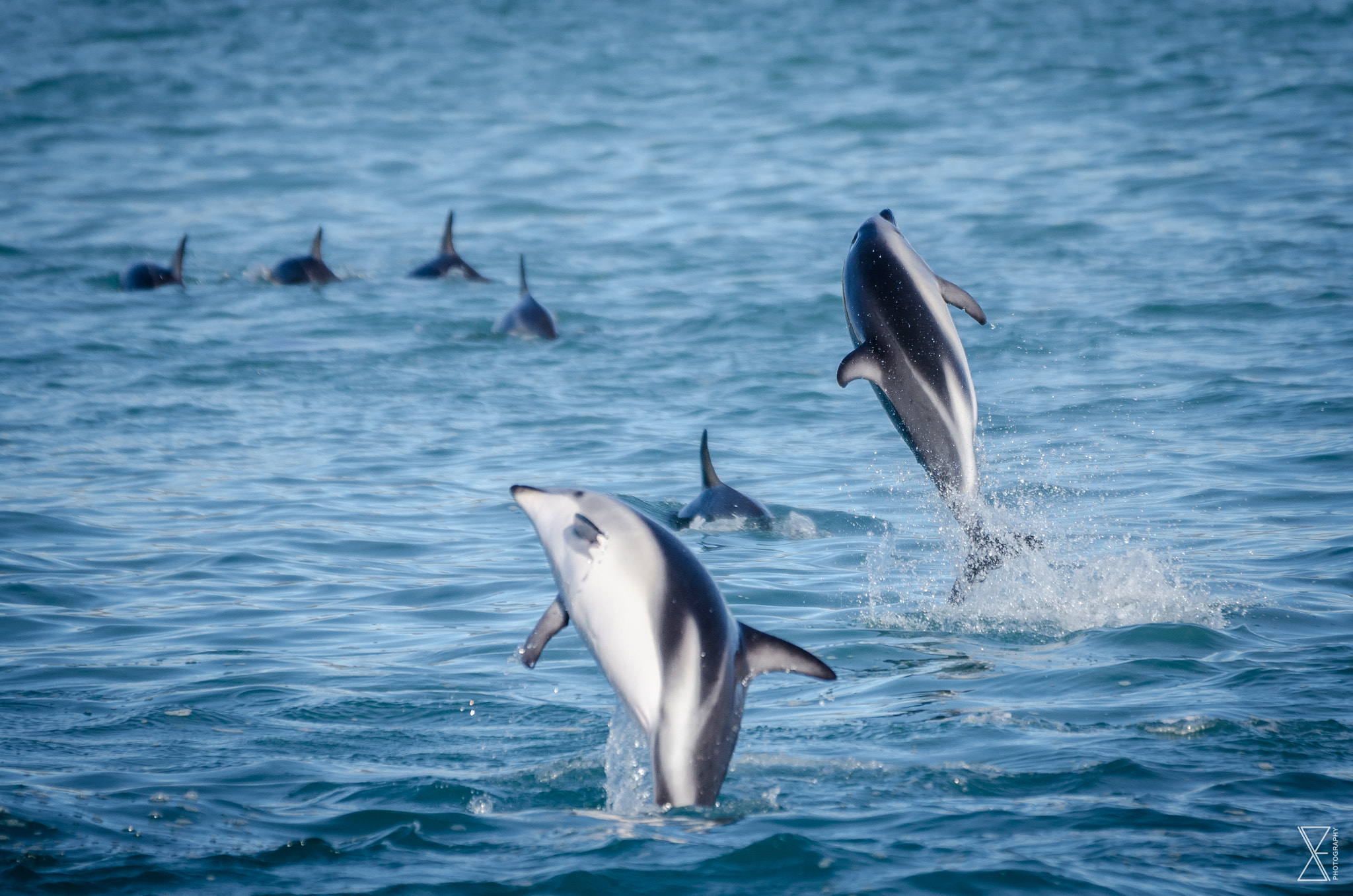 Sigma 120-400mm F4.5-5.6 DG OS HSM sample photo. Joyful dolphin photography
