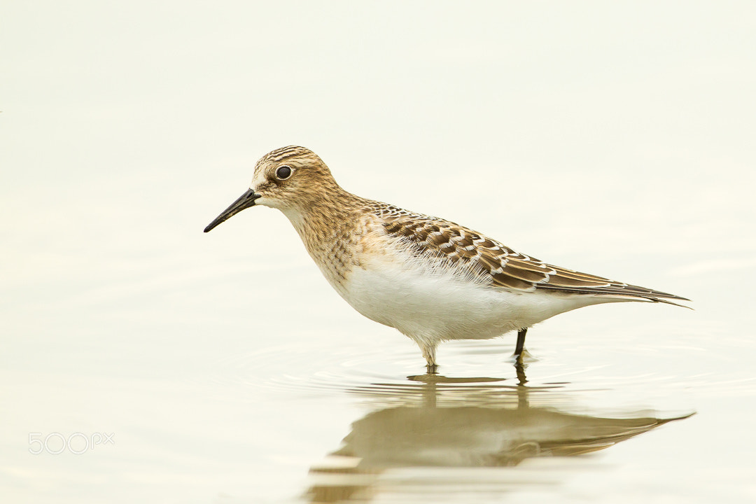 Canon EF 500mm F4L IS USM sample photo. Baird's sandpiper photography