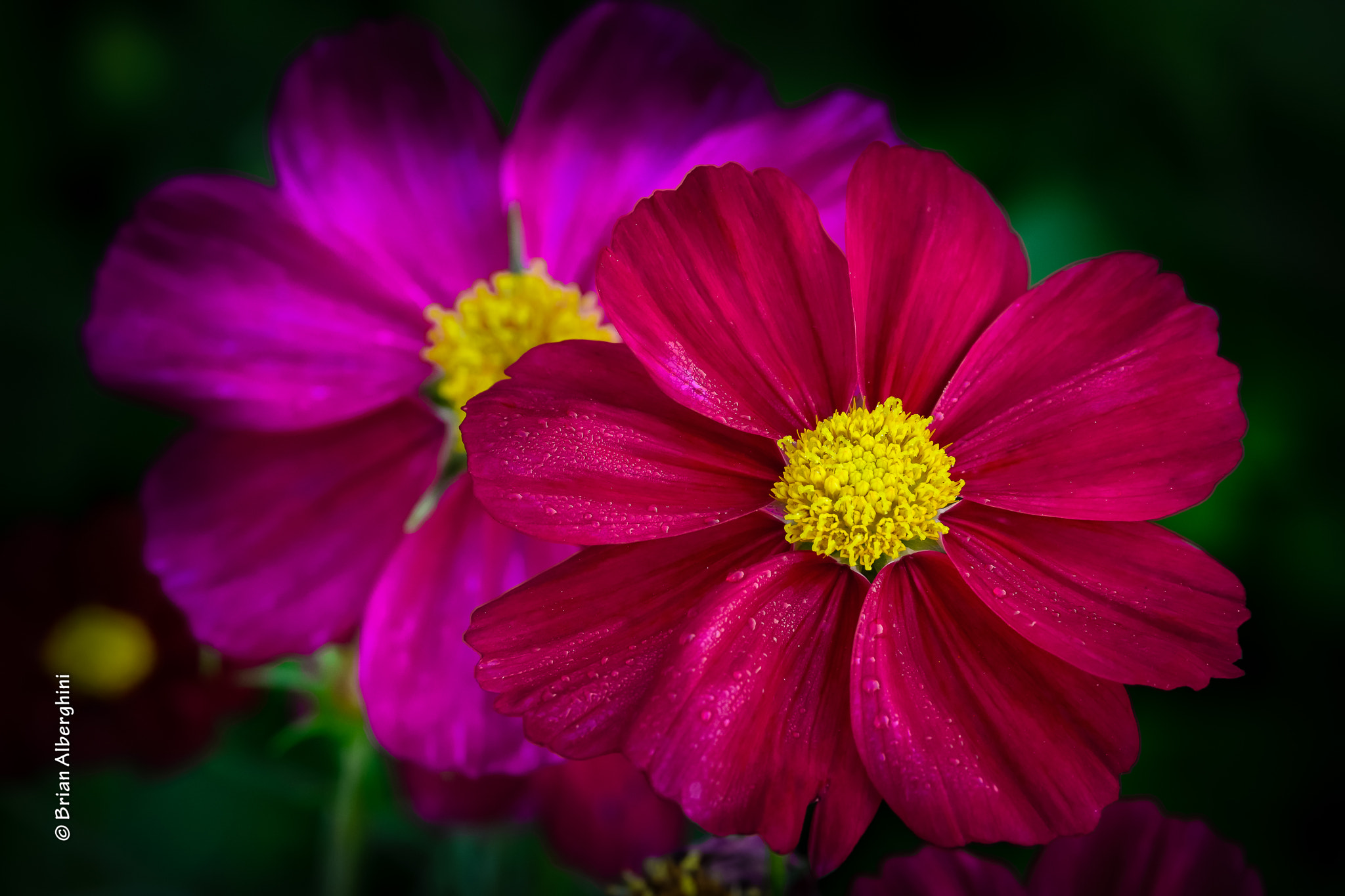 Nikon D7100 + Sigma 24-105mm F4 DG OS HSM Art sample photo. Do the dew photography