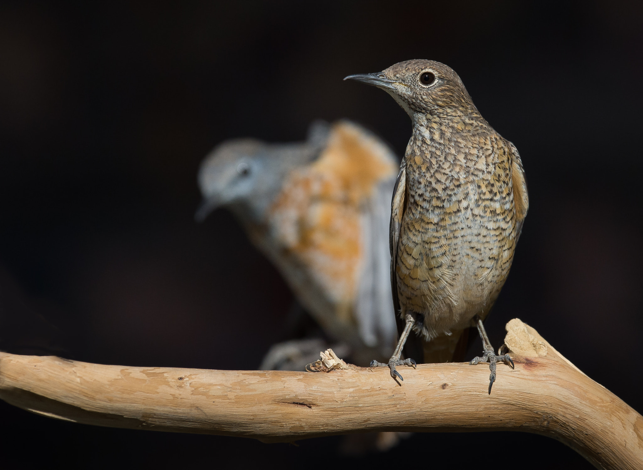 Nikon AF-S Nikkor 600mm F4E FL ED VR sample photo. Common rock thrush photography