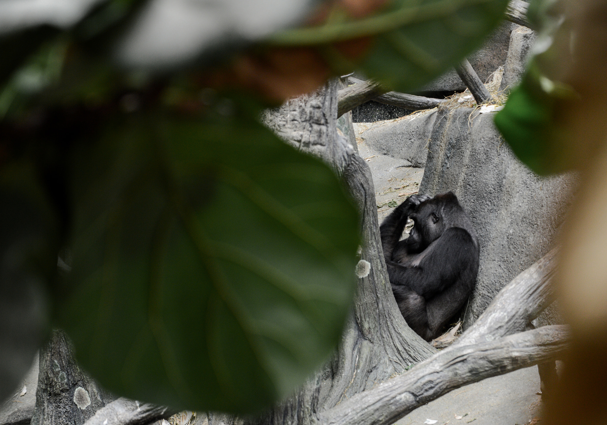 Sigma 17-70mm F2.8-4 DC Macro OS HSM | C sample photo. Zoo and freedom photography