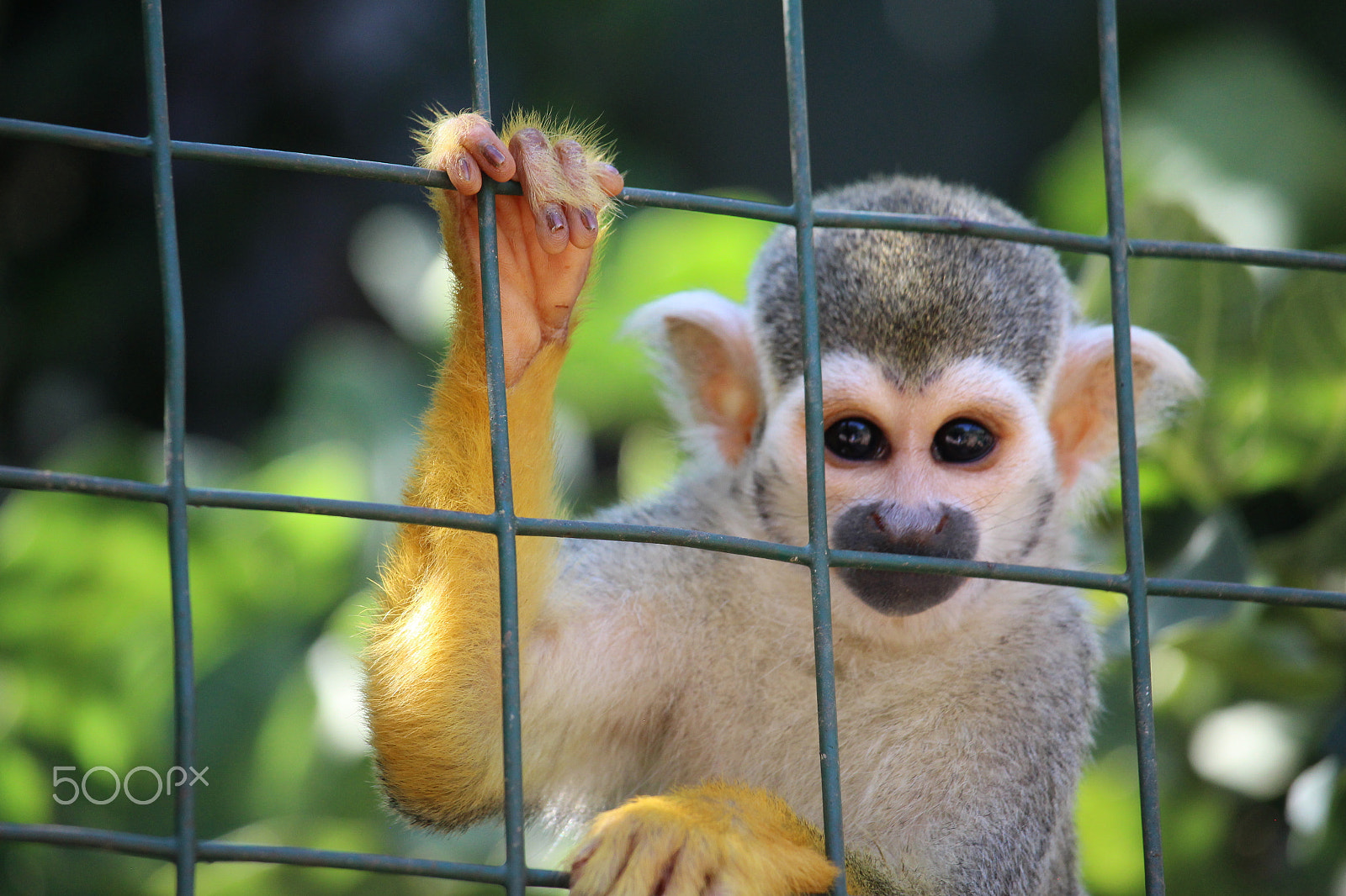Canon EF-S 55-250mm F4-5.6 IS STM sample photo. Monkey manicure photography