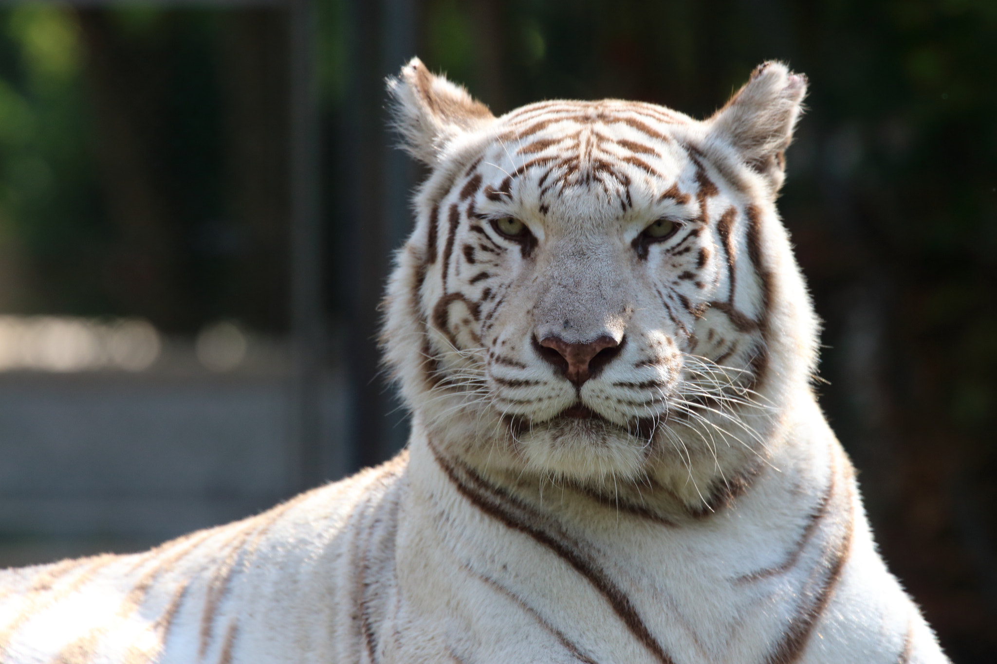 Canon EF 70-300mm F4-5.6L IS USM sample photo. Tigre blanc photography