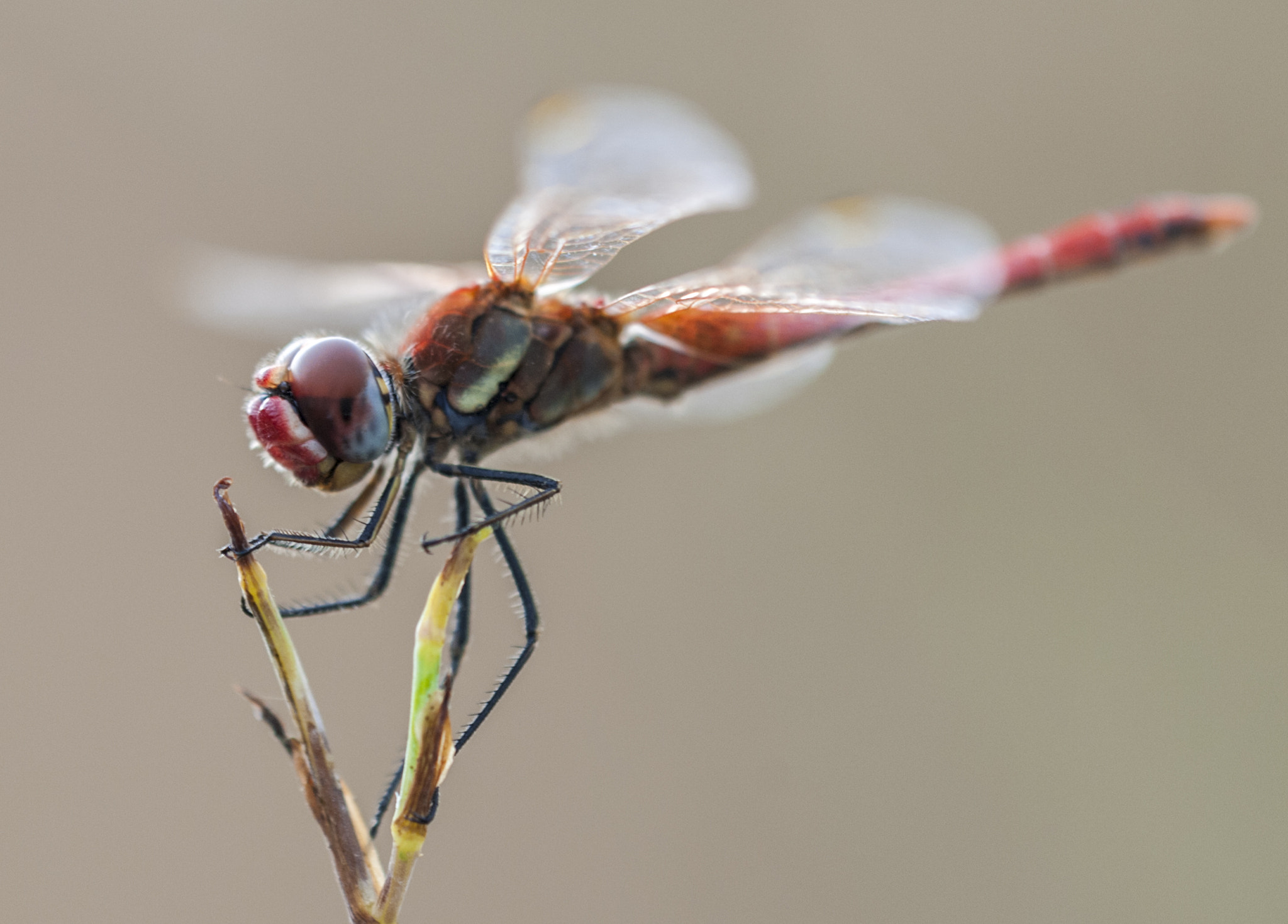 Sigma APO Macro 180mm F3.5 EX DG HSM sample photo. Odonato photography