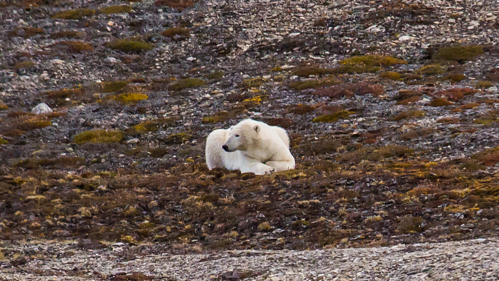 Sigma 100-300mm f/4 sample photo. Polar bear relax photography