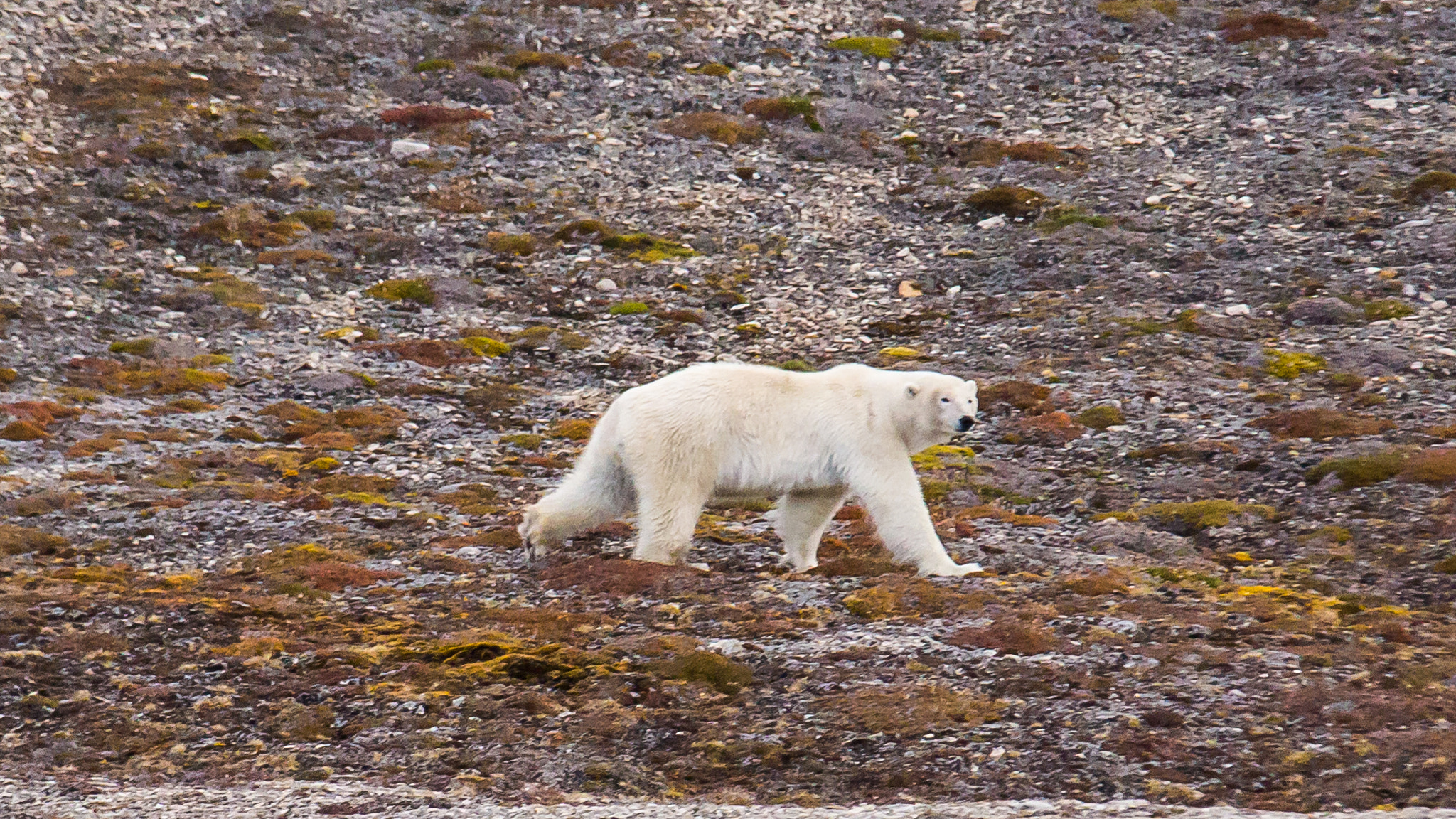Canon EOS 600D (Rebel EOS T3i / EOS Kiss X5) + Sigma 100-300mm f/4 sample photo. King of the arctic photography