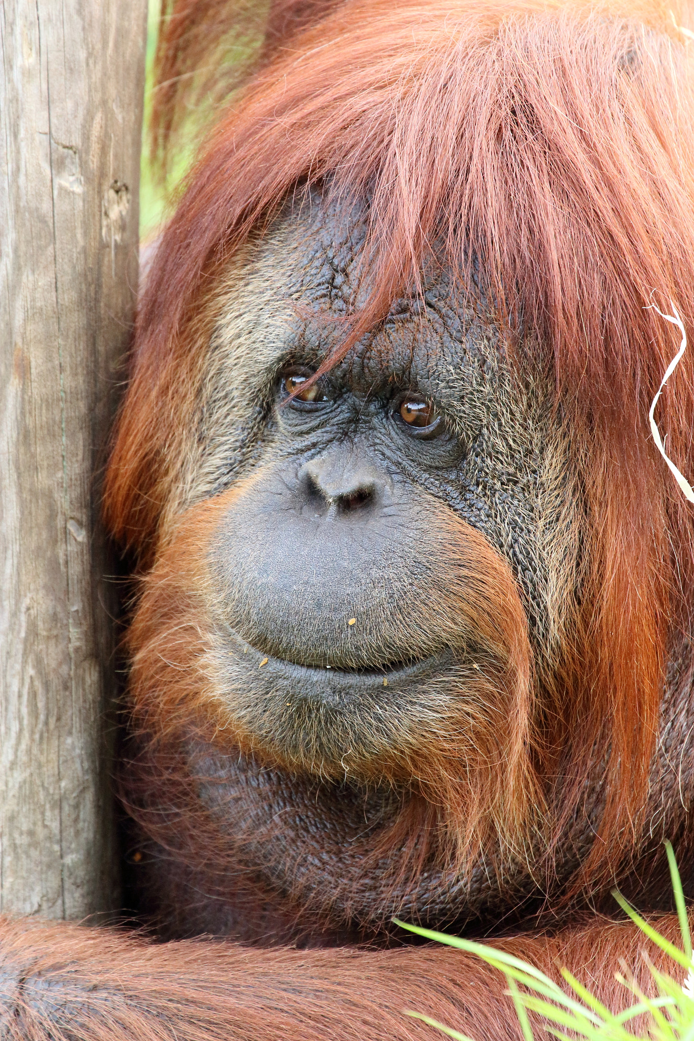 Canon EF 70-300mm F4-5.6L IS USM sample photo. Orang-outan photography