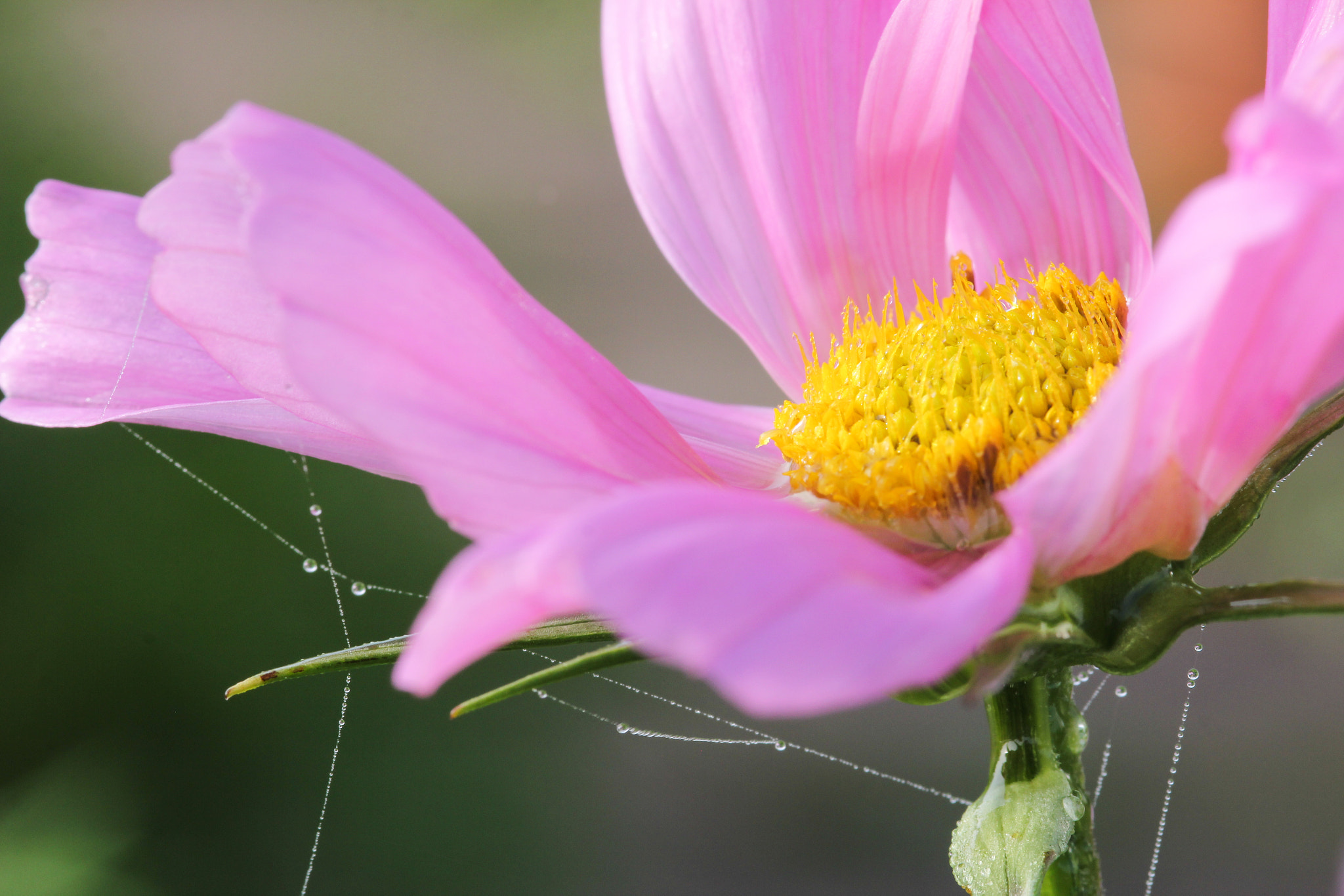 Canon EOS 60D + Sigma 105mm F2.8 EX DG Macro sample photo. Happy - joyeuse photography