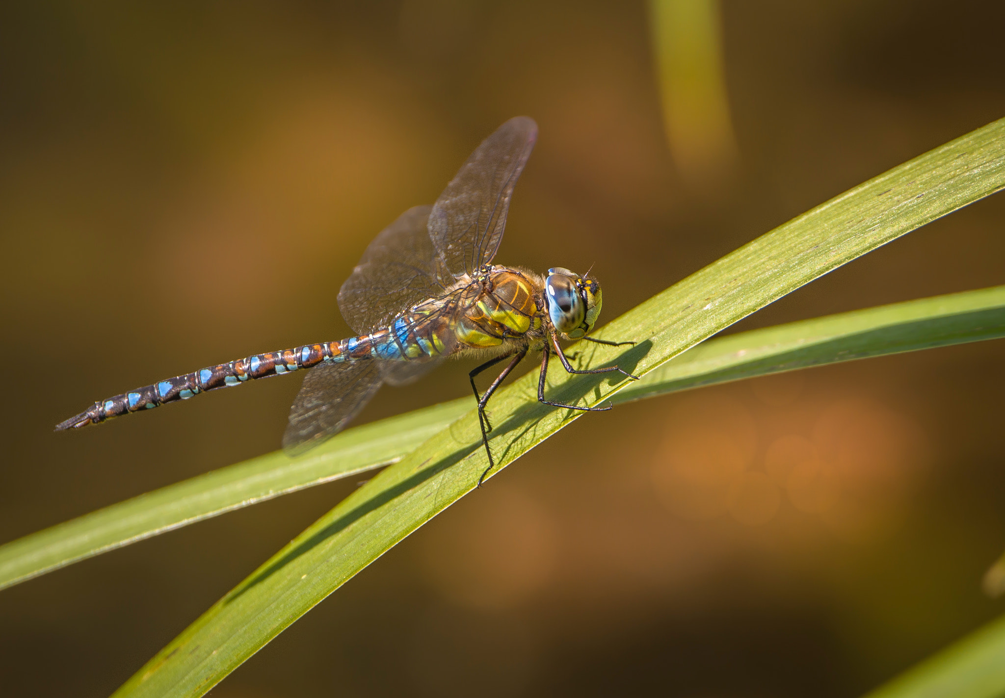 Sigma 150-600mm F5-6.3 DG OS HSM | C sample photo. Migrant hawker dragonfly photography