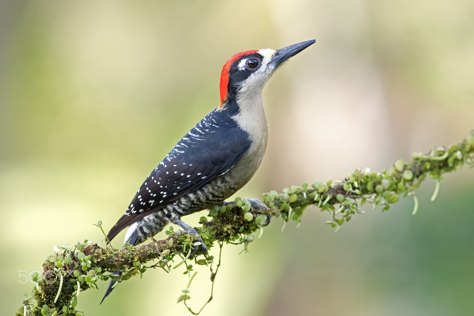 Canon EOS 7D Mark II + Canon EF 300mm F2.8L IS II USM sample photo. Black-cheeked woodpecker photography