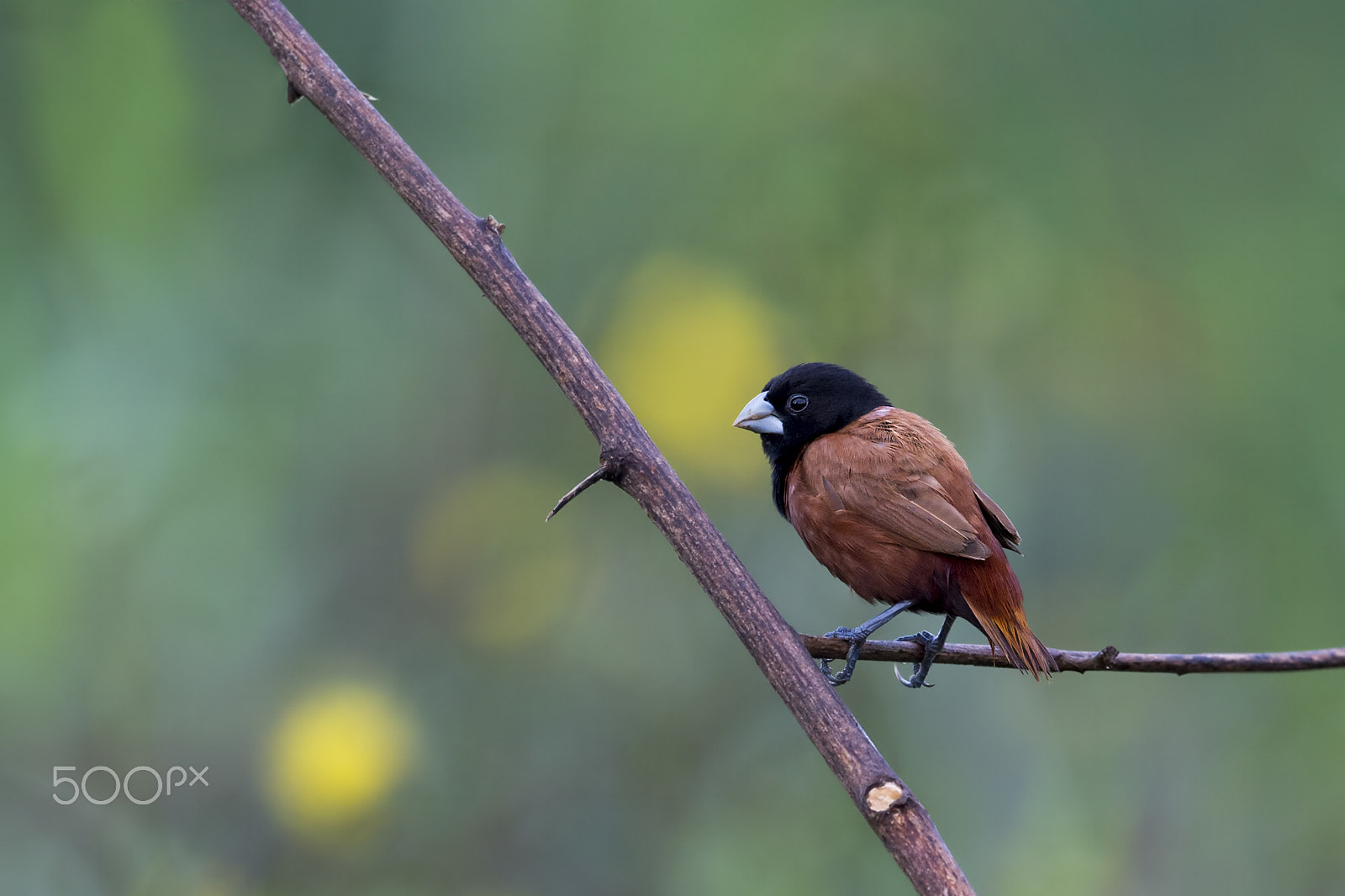 Nikon AF-S Nikkor 600mm F4E FL ED VR sample photo. Chestnut munia photography