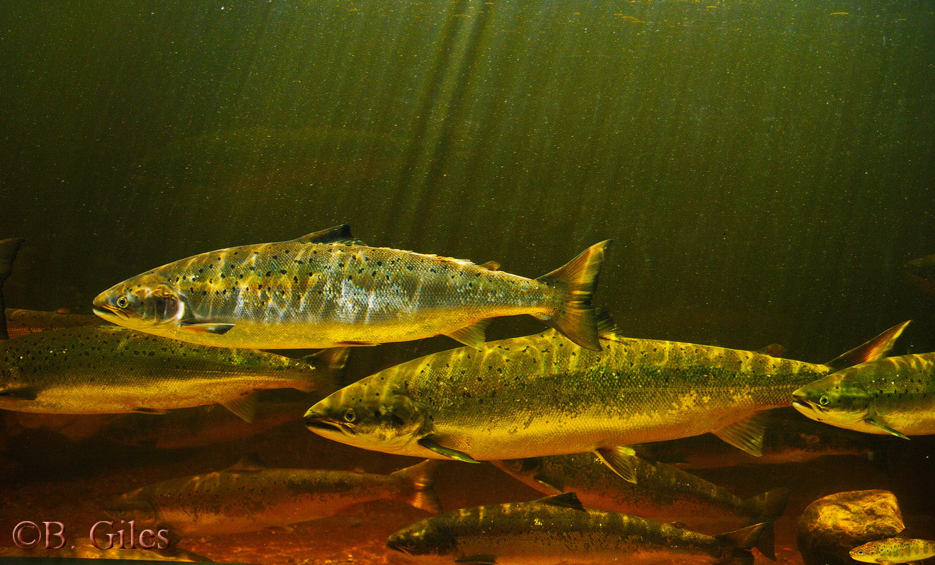 Pentax K20D sample photo. Atlantic salmon photography