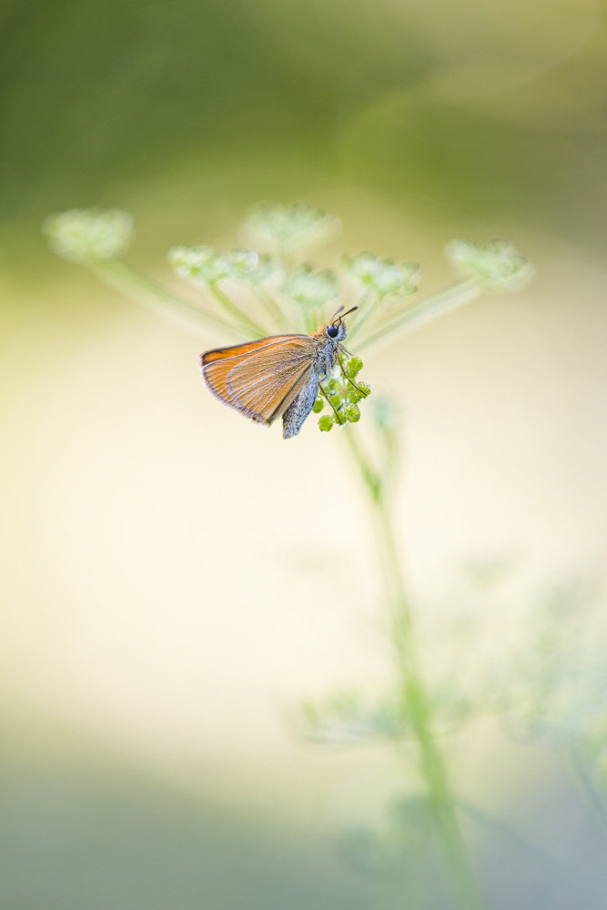 Sigma APO Macro 150mm f/2.8 EX DG HSM sample photo. Dickkopffalter photography