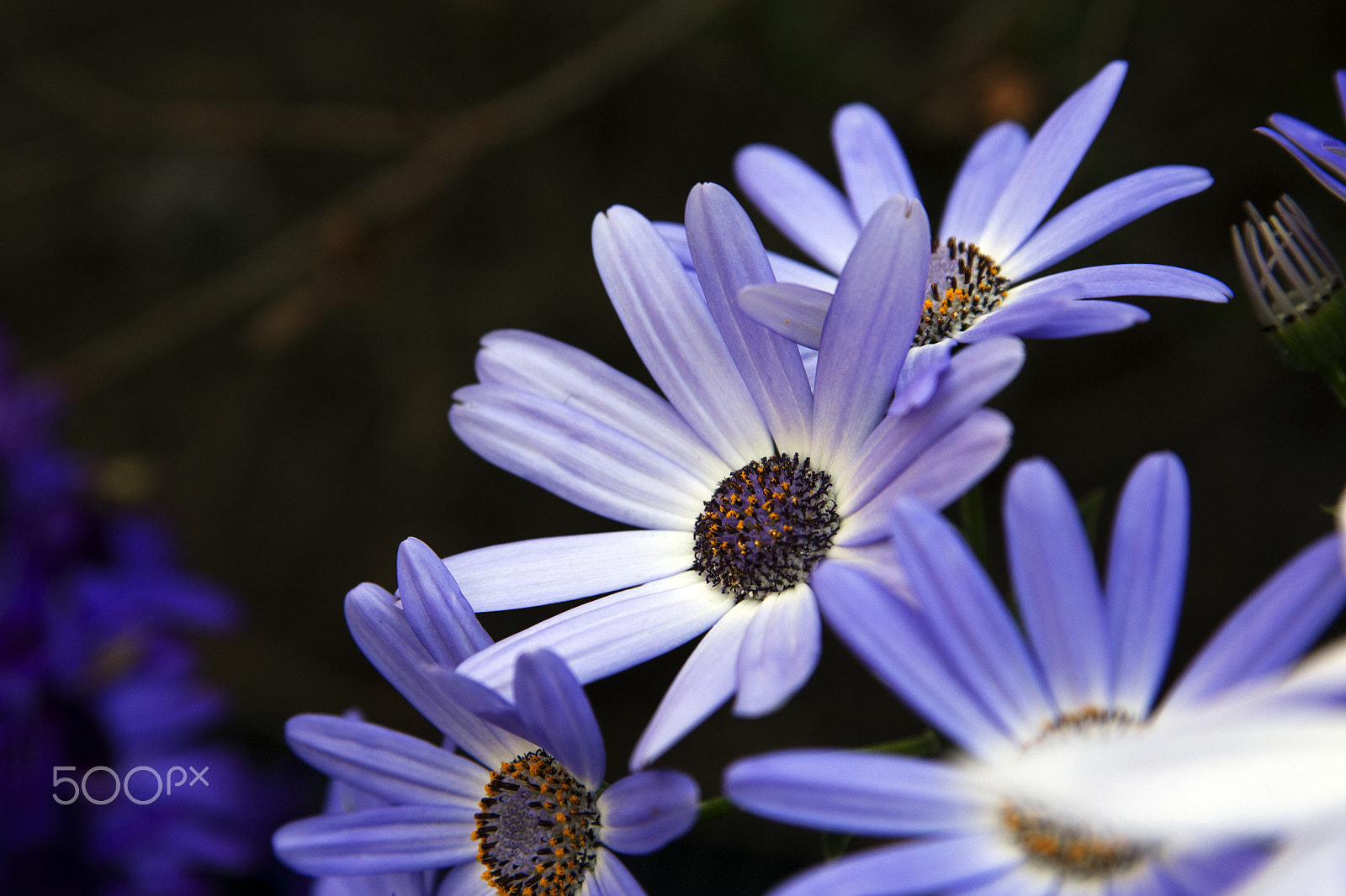 Canon EOS 450D (EOS Rebel XSi / EOS Kiss X2) sample photo. Purple daisies photography