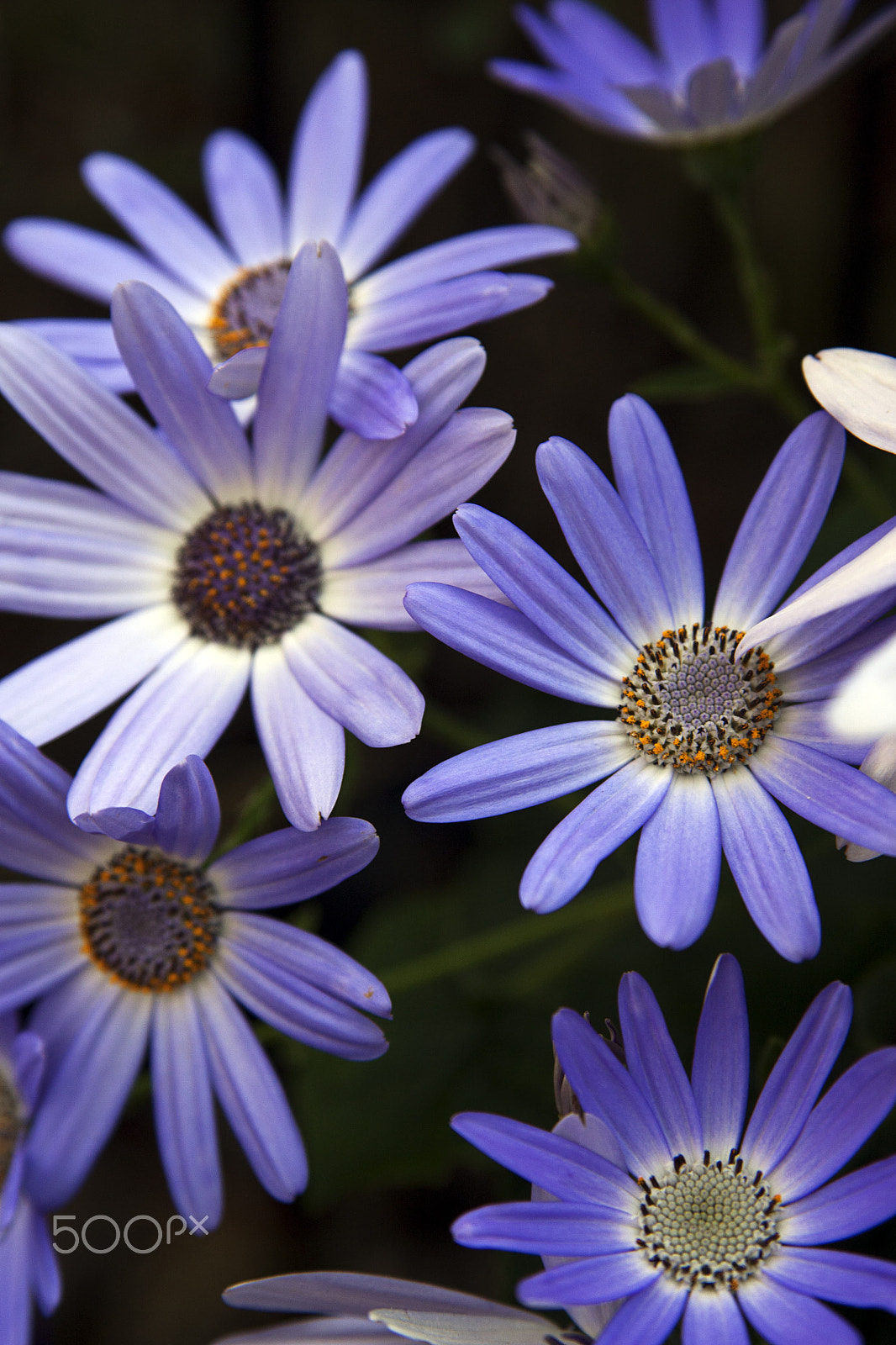 Canon EOS 450D (EOS Rebel XSi / EOS Kiss X2) sample photo. Purple daisies photography
