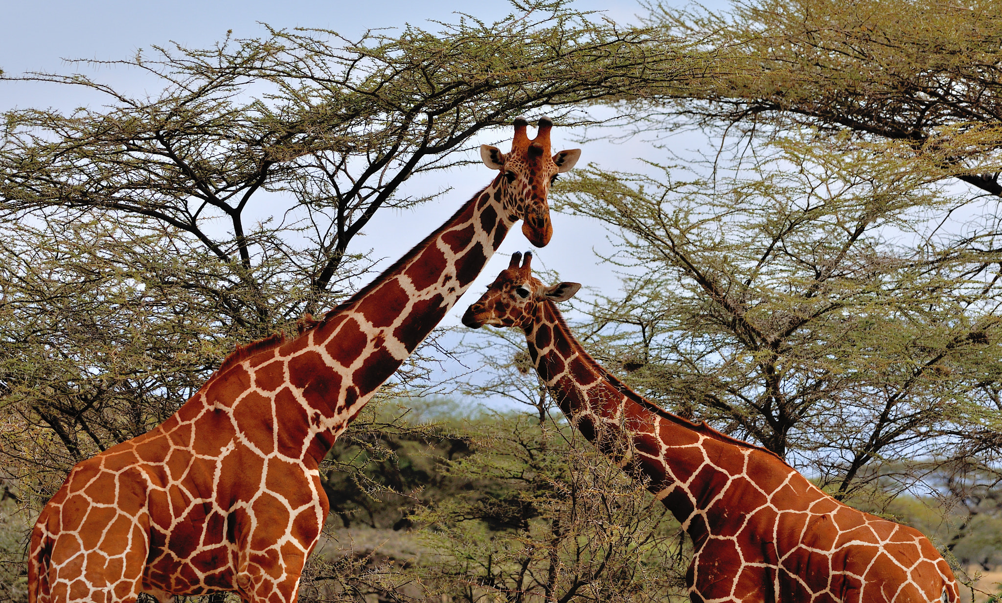 Nikon D3X sample photo. 肯尼亚桑布鲁内的长颈鹿 photography