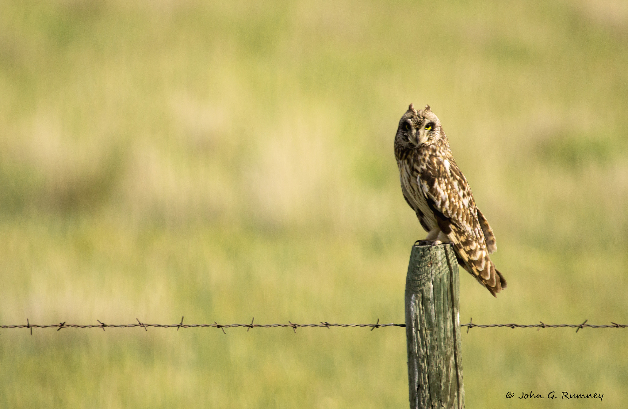 Canon EF 100-400mm F4.5-5.6L IS USM sample photo. Short-eared owl photography