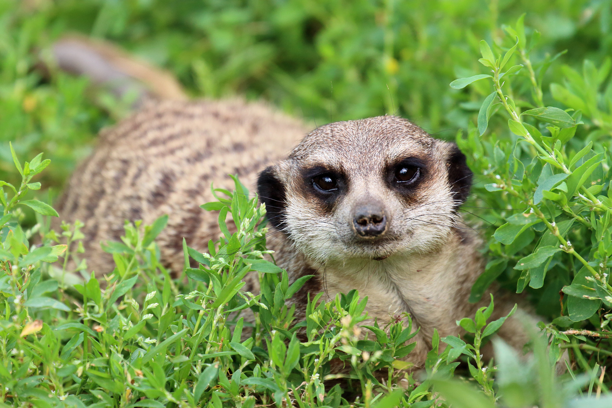 Canon EF 70-300mm F4-5.6L IS USM sample photo. Suricate photography
