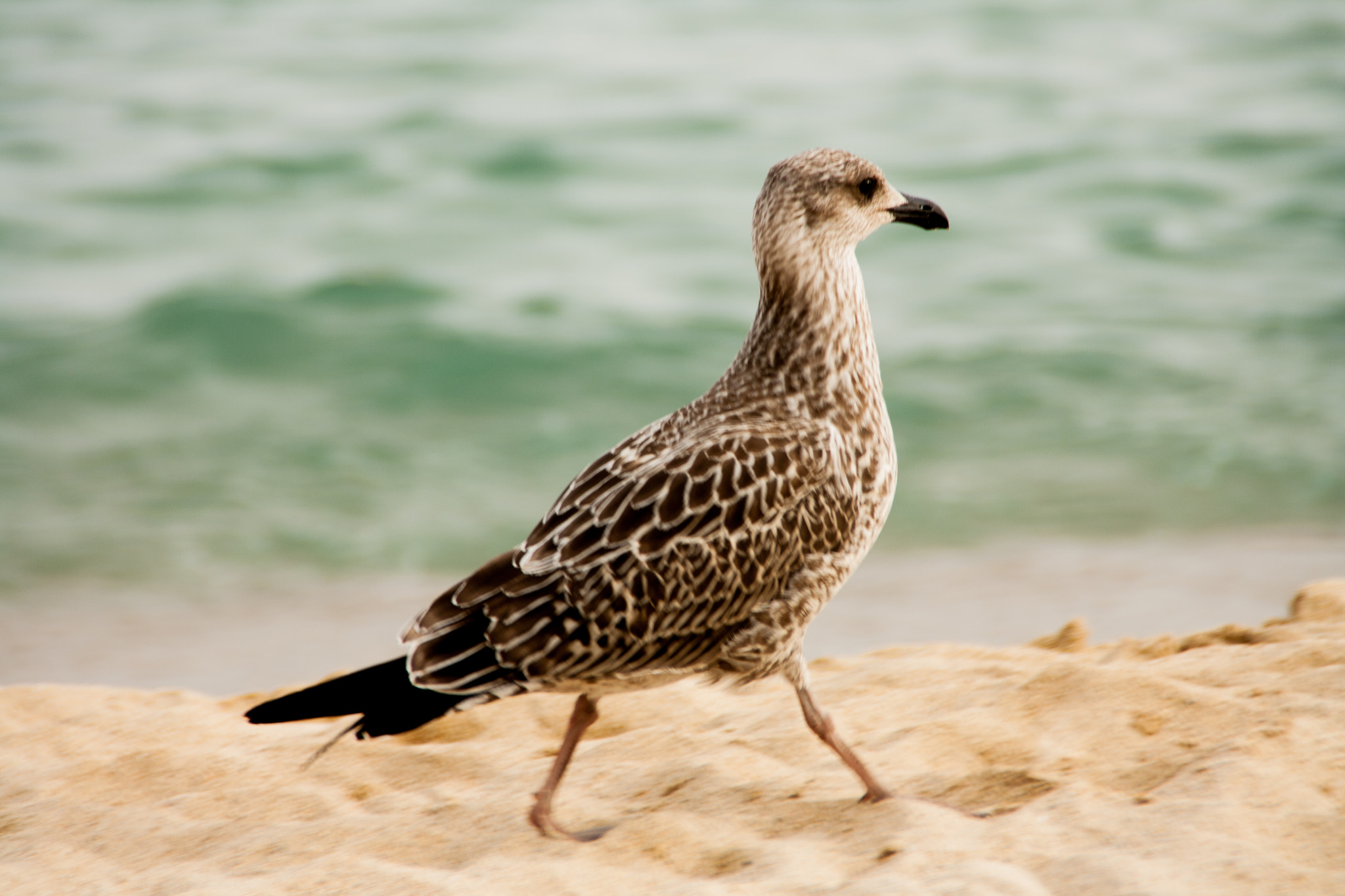 Canon EOS 1000D (EOS Digital Rebel XS / EOS Kiss F) sample photo. Seagull photography
