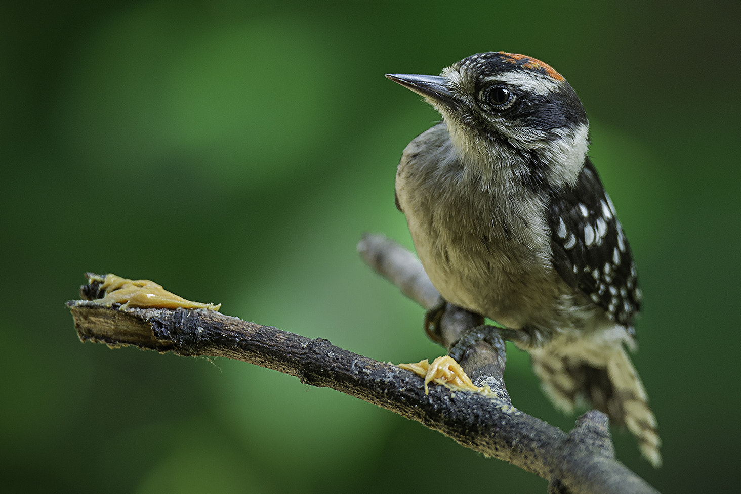 Nikon D800E sample photo. Downy photography