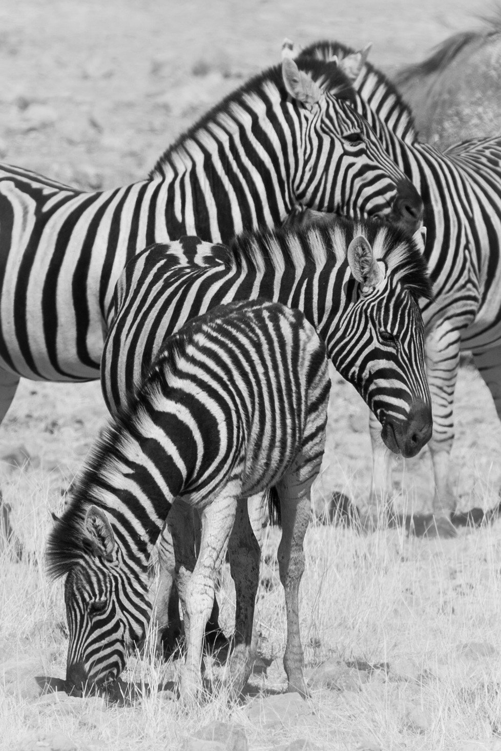Canon EF 100-400mm F4.5-5.6L IS USM sample photo. Loads of stripes photography