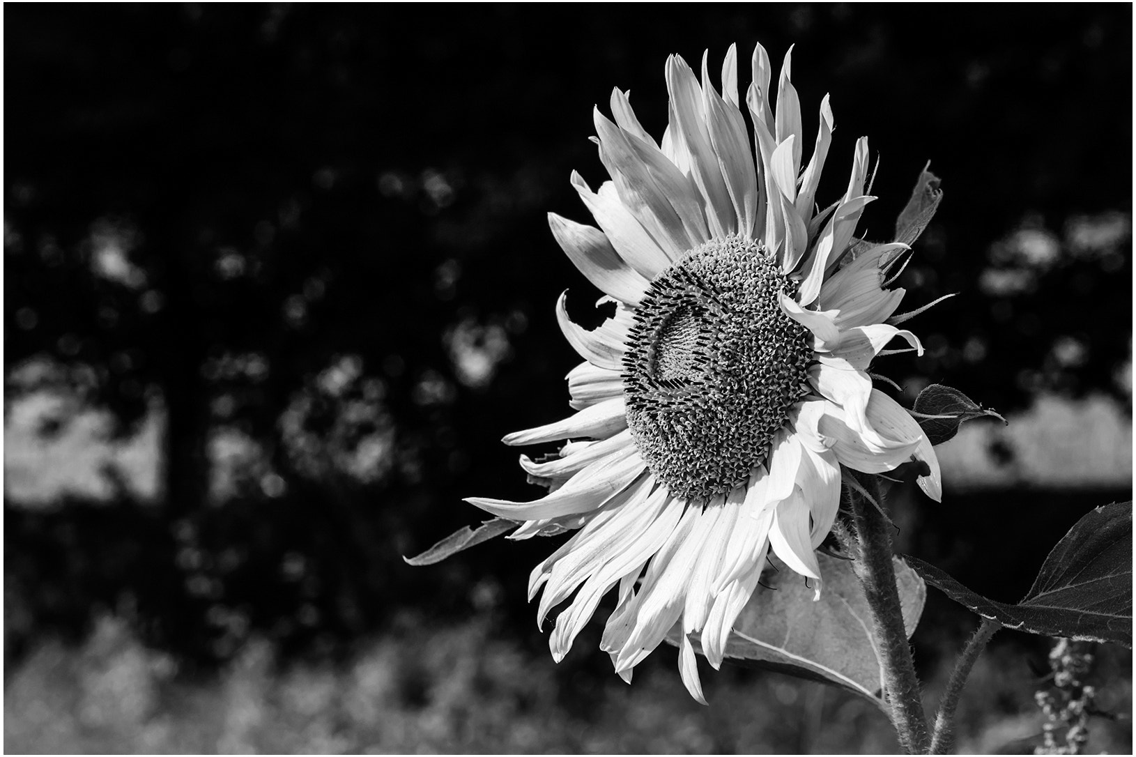 Canon EOS-1D X Mark II sample photo. Sunflower photography
