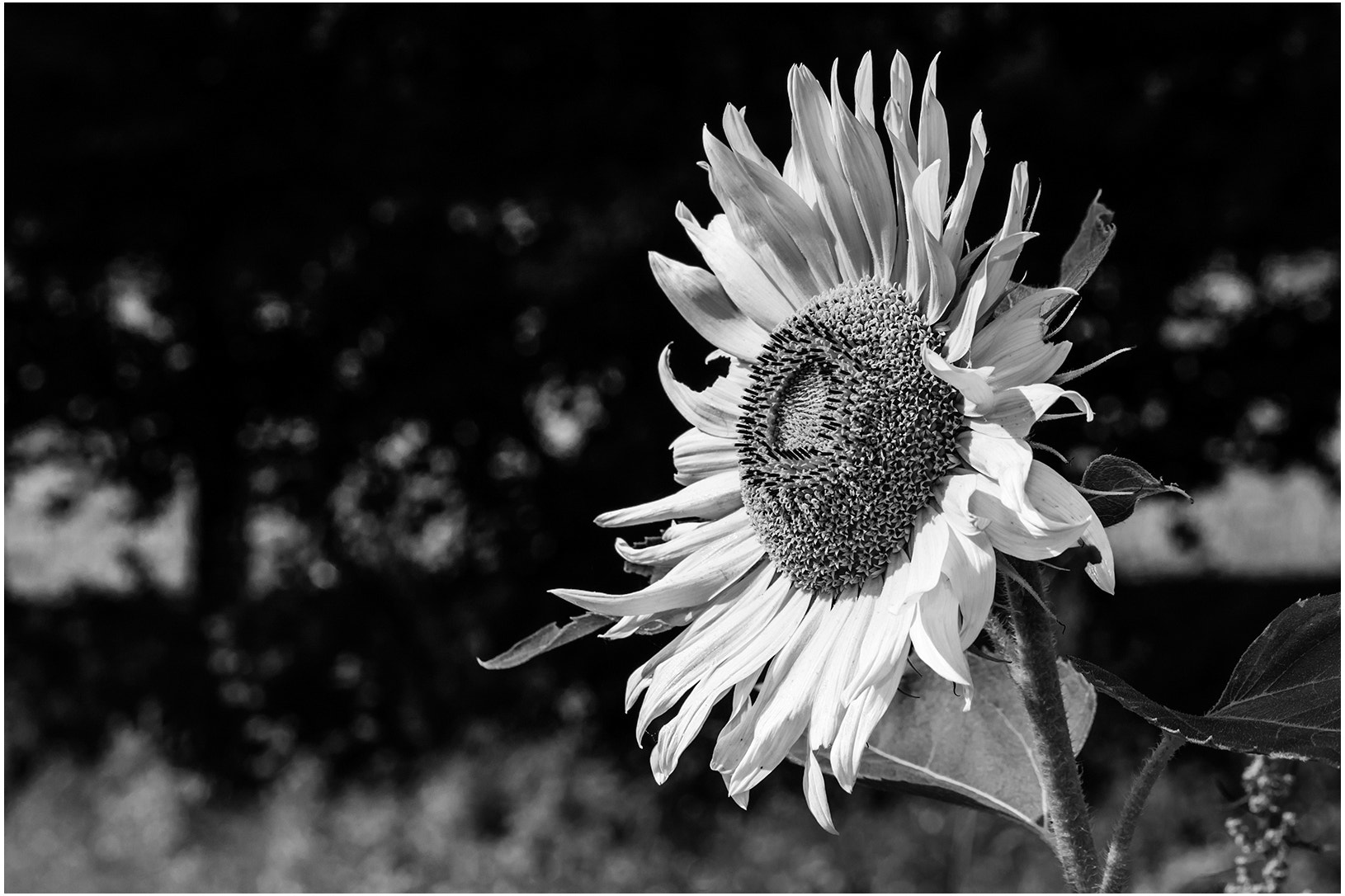 Canon EF 100mm F2.8L Macro IS USM sample photo. Sunflower photography