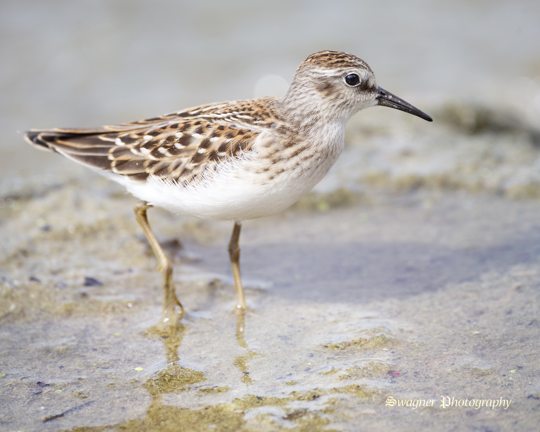 150-600mm F5-6.3 DG OS HSM | Contemporary 015 sample photo. Sandpiper photography