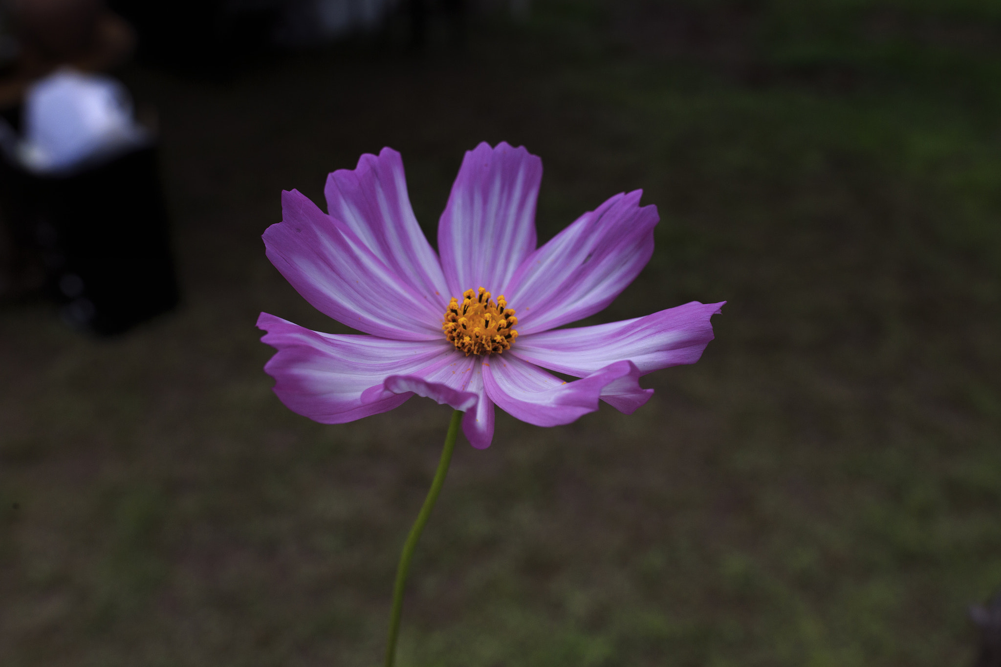 Canon EF 35mm F1.4L II USM sample photo. Cosmos photography