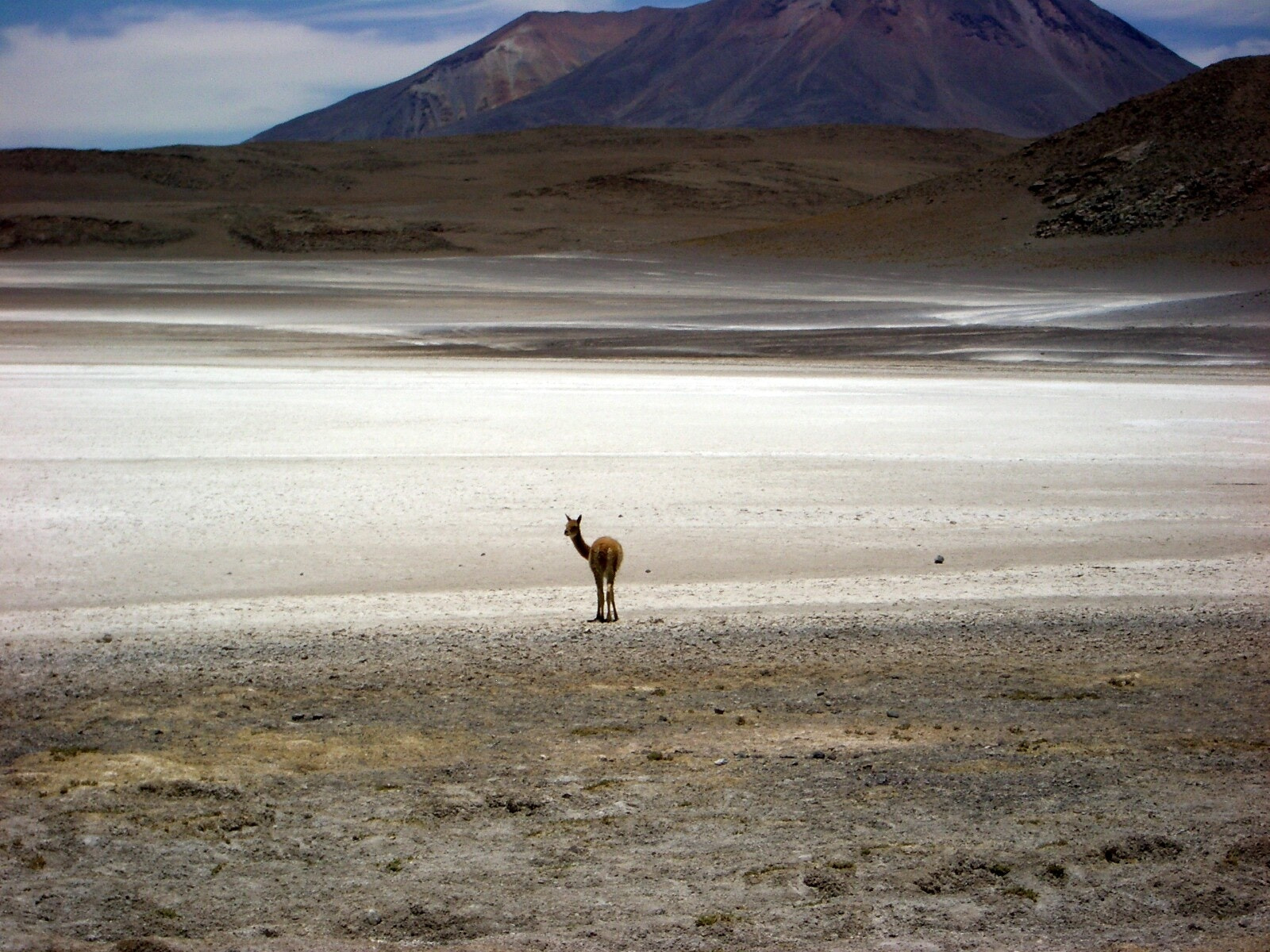 Pentax OPTIO S5I sample photo. Llama at the altiplano photography