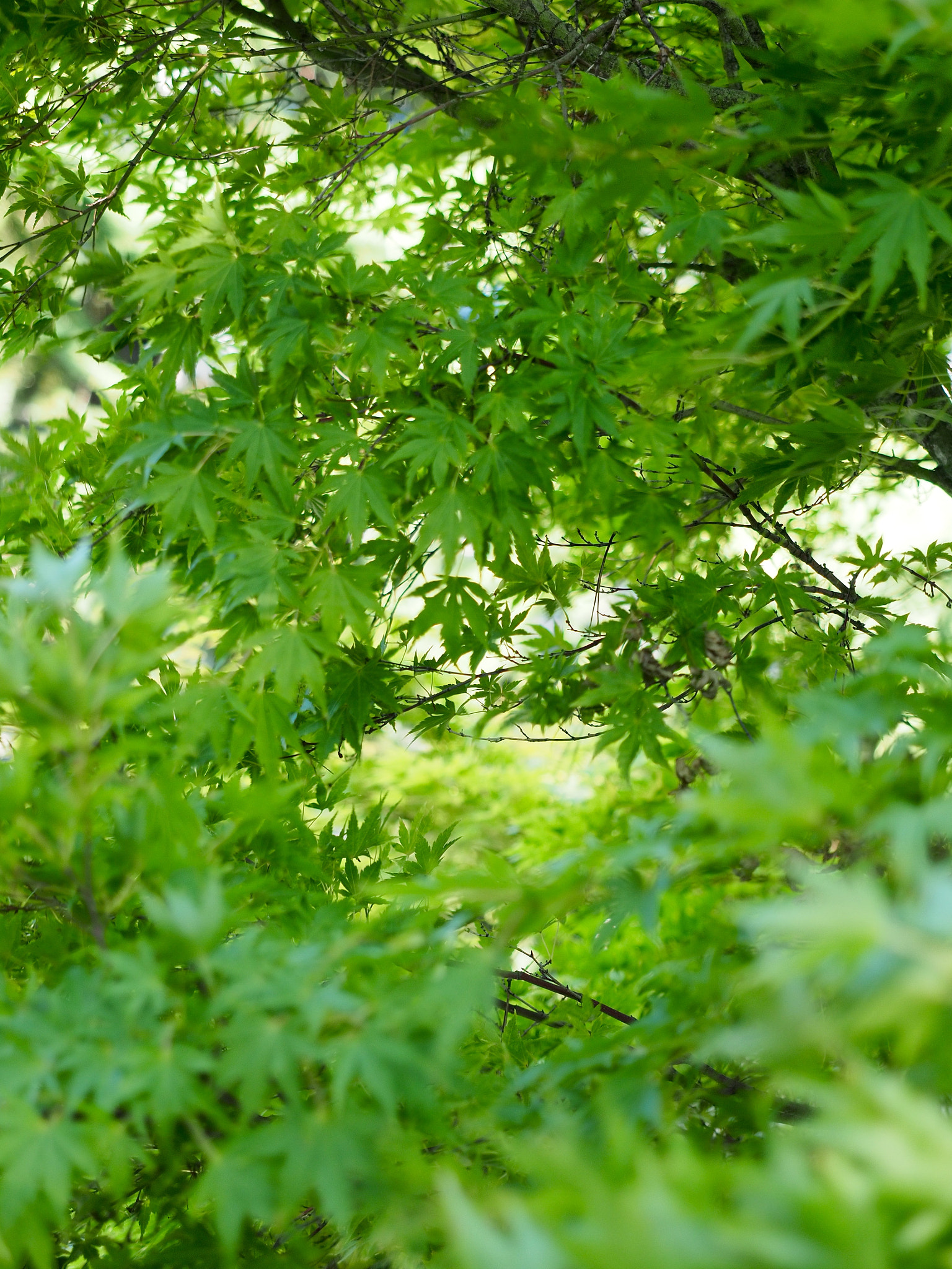 Olympus M.Zuiko Digital ED 12-40mm F2.8 Pro sample photo. Waiting for the fall photography