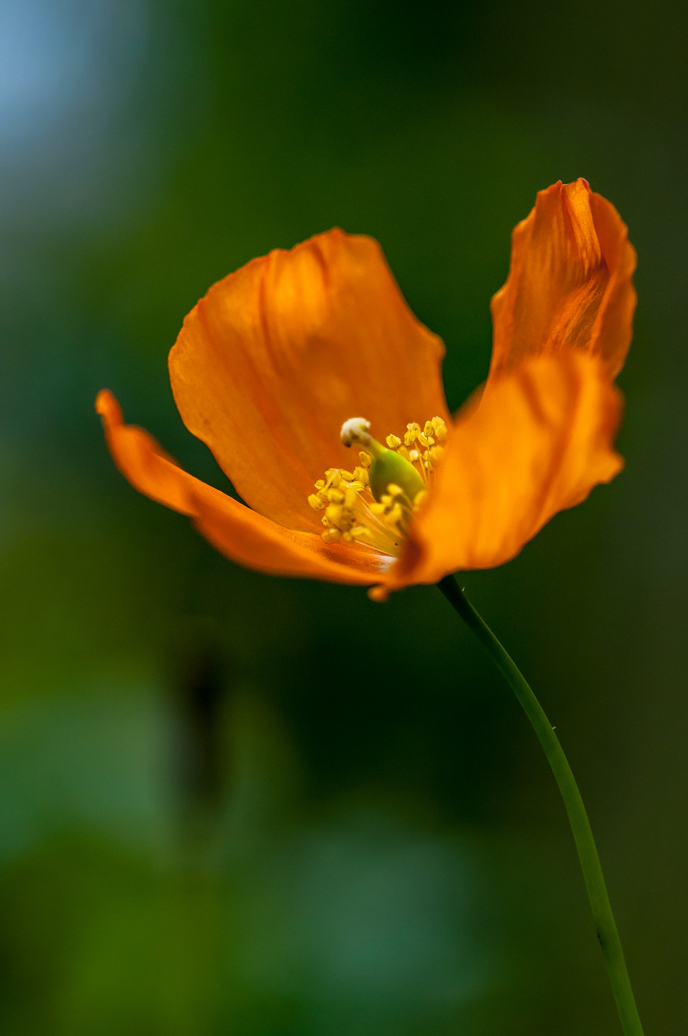 Sigma 105mm F2.8 EX DG OS HSM sample photo. Mohn photography