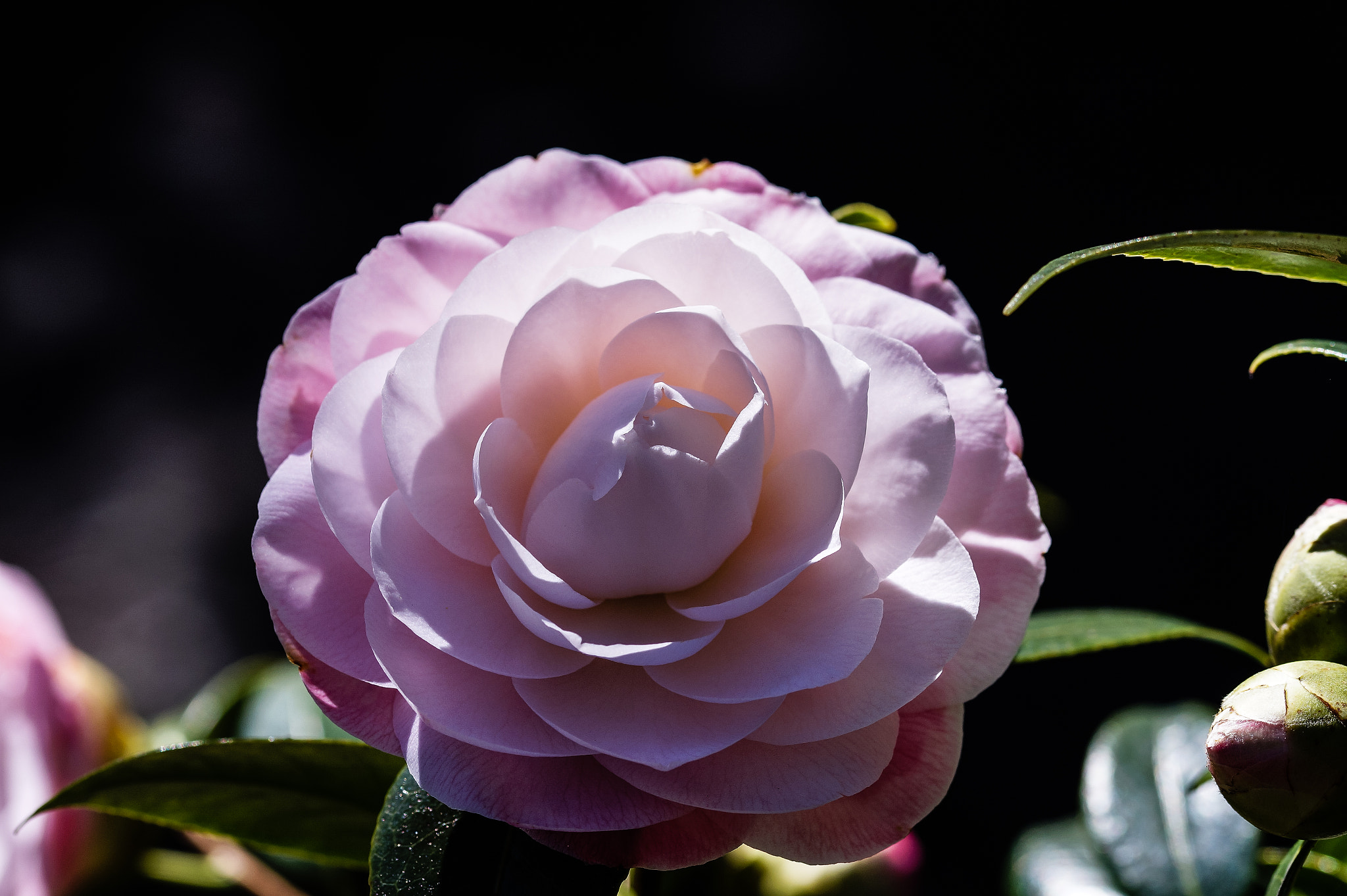 Sony SLT-A58 + 105mm F2.8 sample photo. Ml_20160815_05 photography