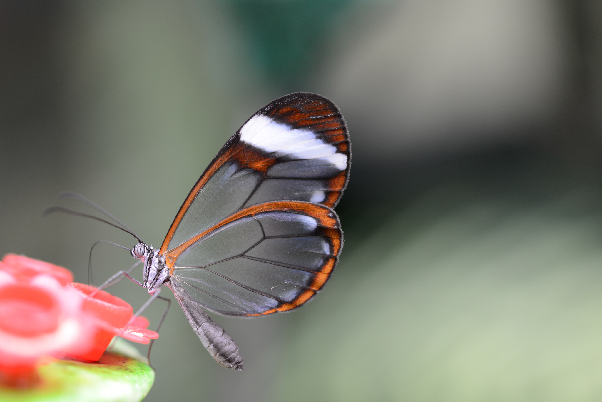 Nikon AF-S Micro-Nikkor 60mm F2.8G ED sample photo. Fragile photography