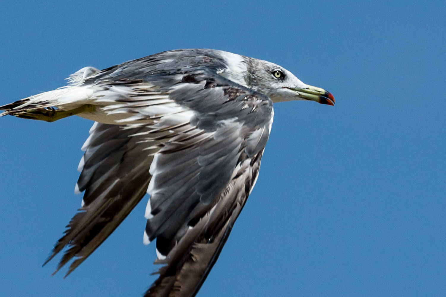 Pentax D FA* 70-200mm F2.8ED DC AW sample photo. La mouette photography