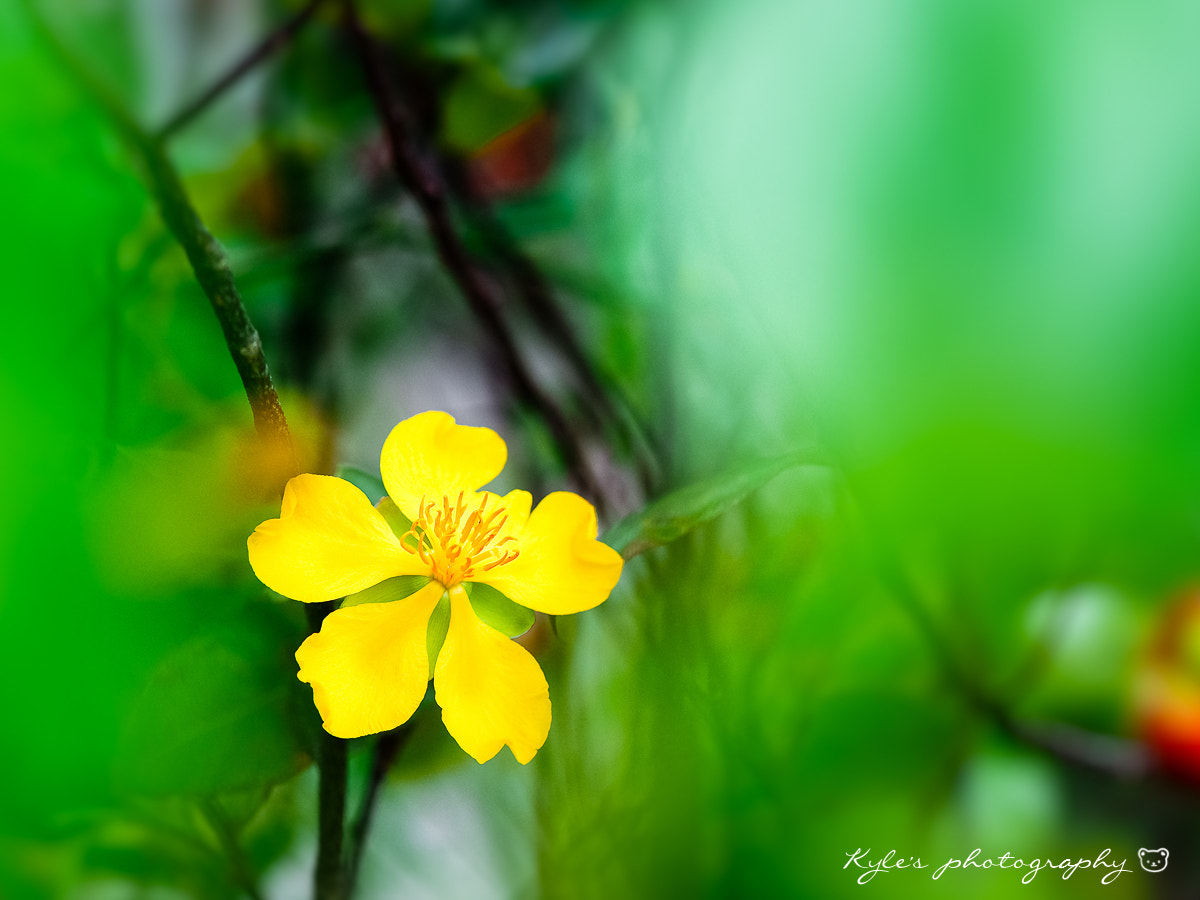 Olympus OM-D E-M1 + OLYMPUS 50mm Lens sample photo. Yellow photography