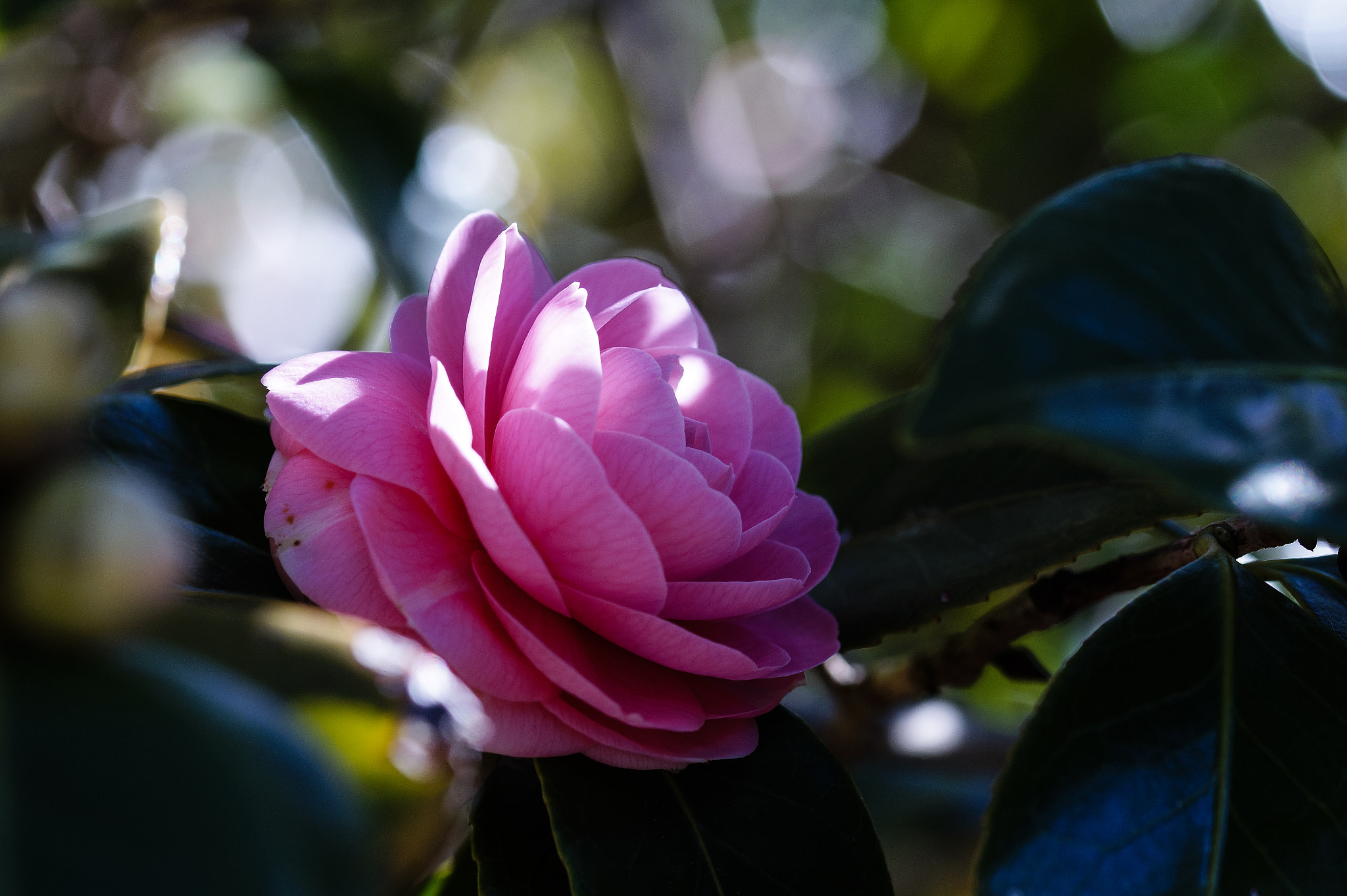 Sony SLT-A58 + 105mm F2.8 sample photo. Ml_20160815_08 photography