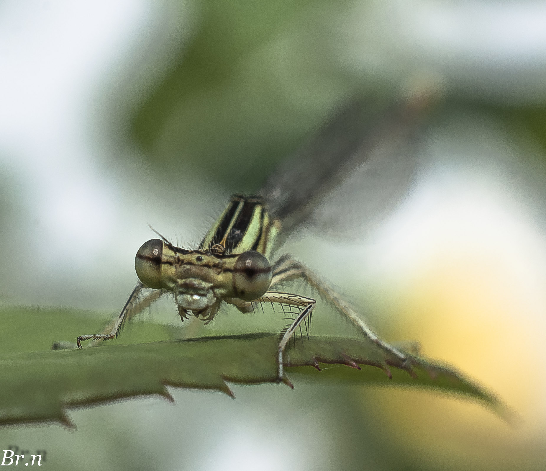 Nikon AF-S DX Micro Nikkor 40mm F2.8 sample photo. Copie photography
