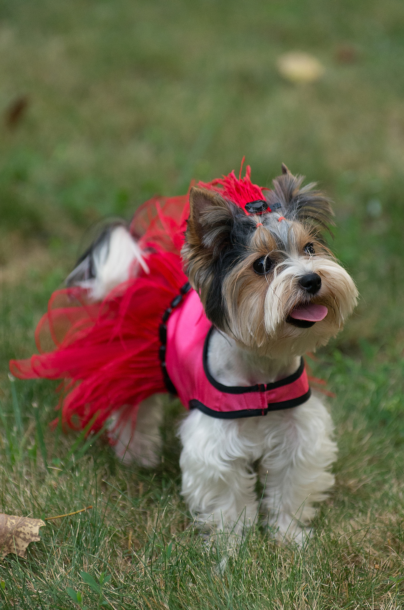 Pentax K-5 IIs sample photo. Fashion dogs photography