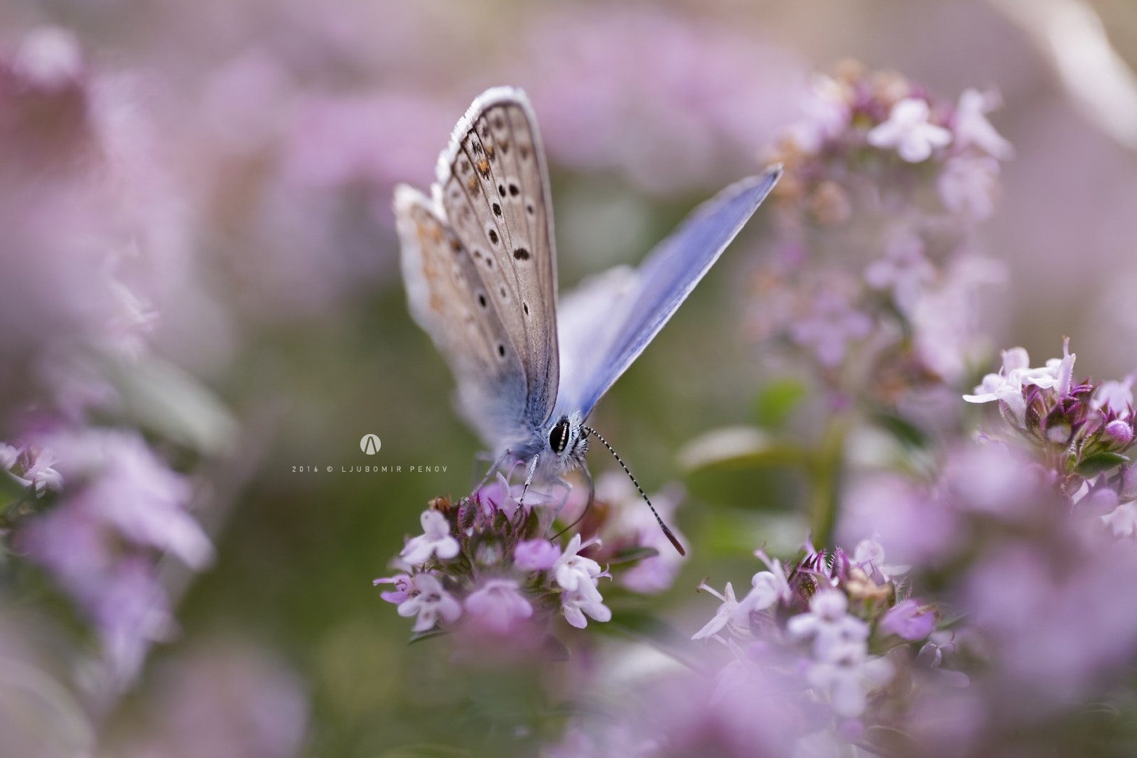 ZEISS Touit 50mm F2.8 sample photo. Purple 2 photography
