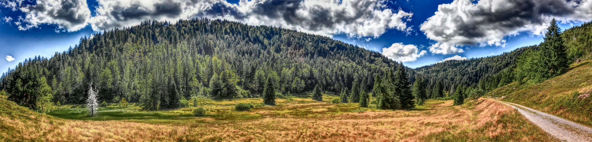 CASIO EX-ZR500 sample photo. Black forest moor scenery panorama photography