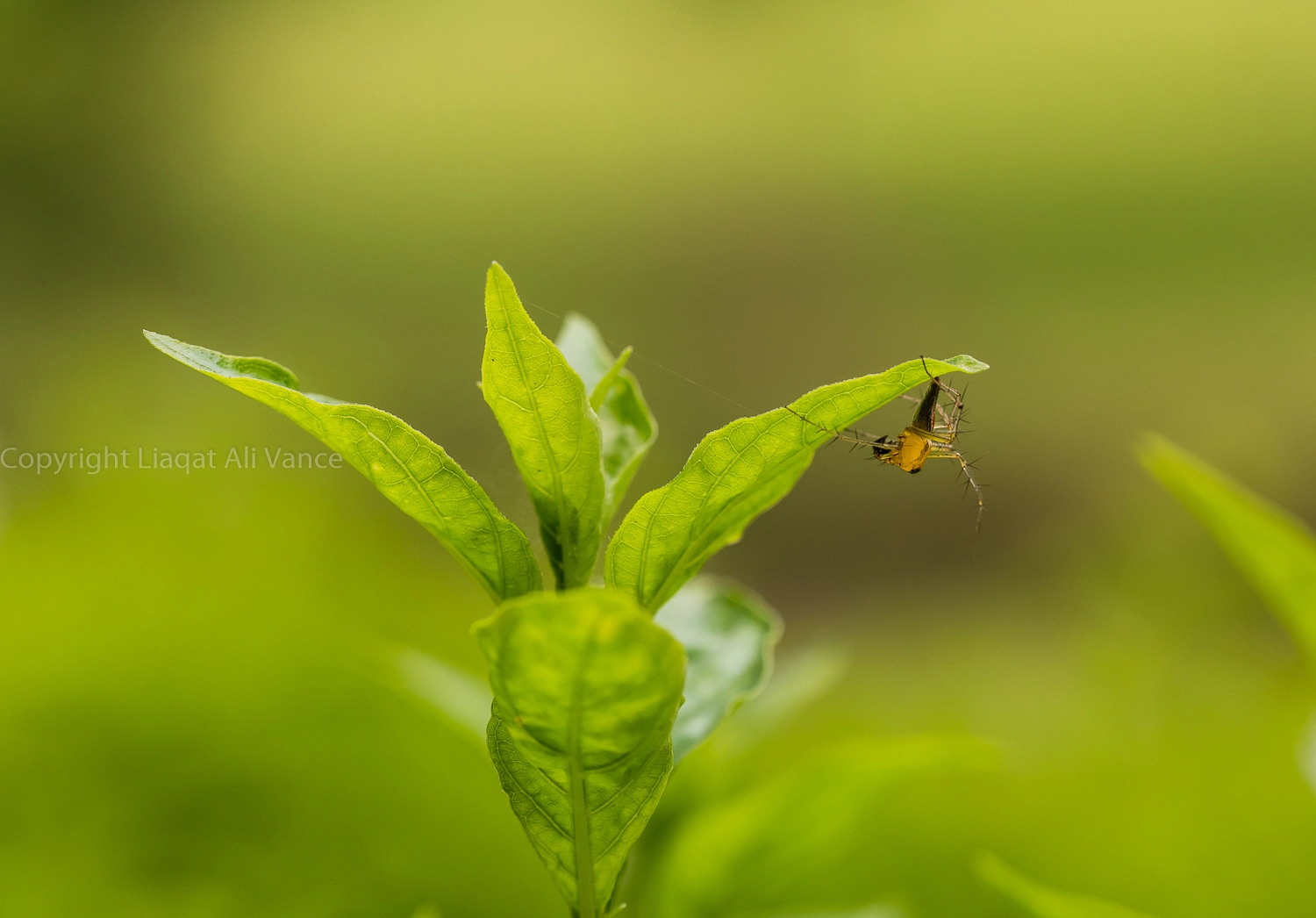 Canon EOS 5DS + Canon EF 100mm F2.8L Macro IS USM sample photo. 0w6a7336.jpg, photography