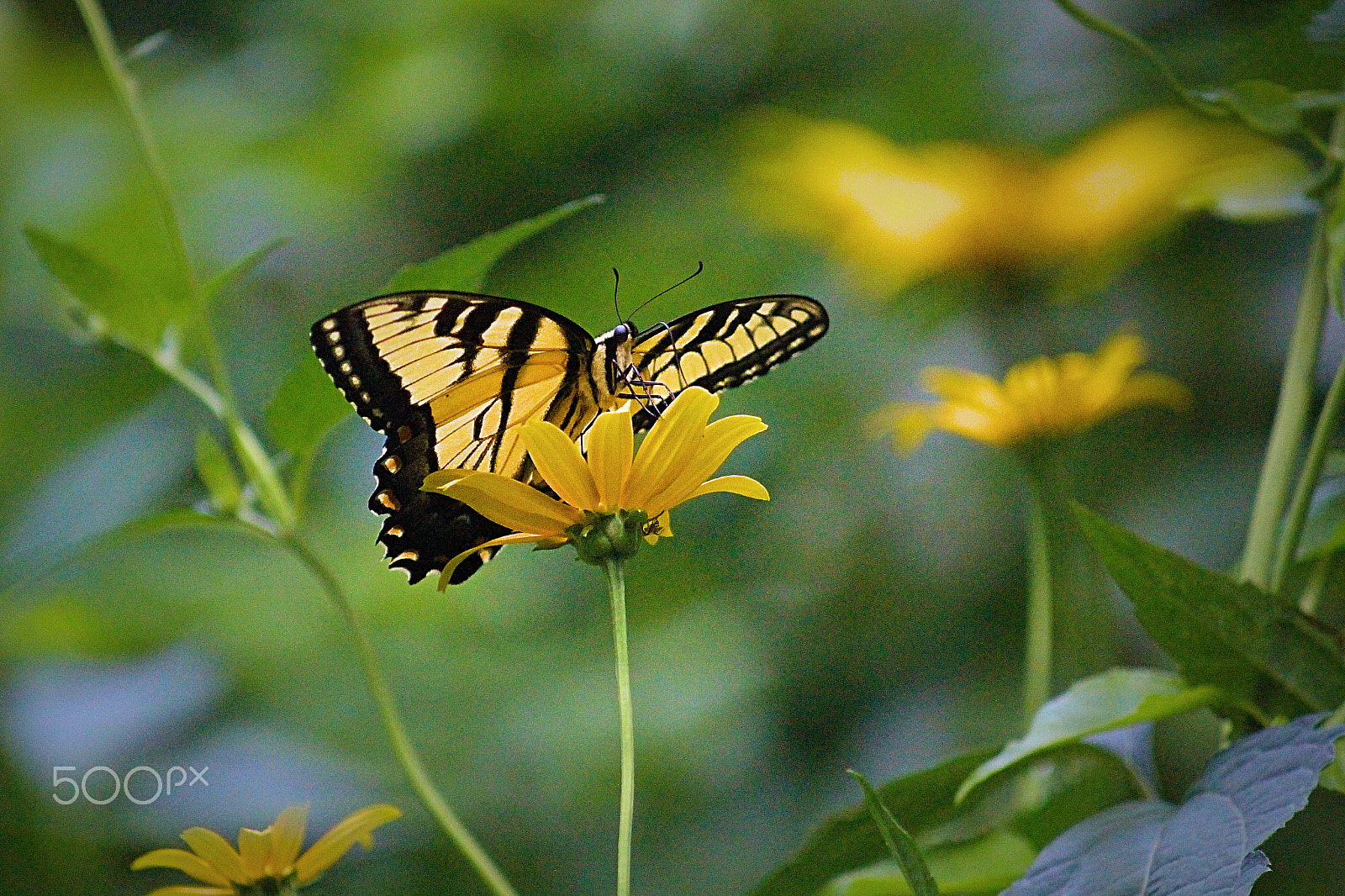 Canon EF 80-200mm F4.5-5.6 II sample photo. Yellow beauty... photography