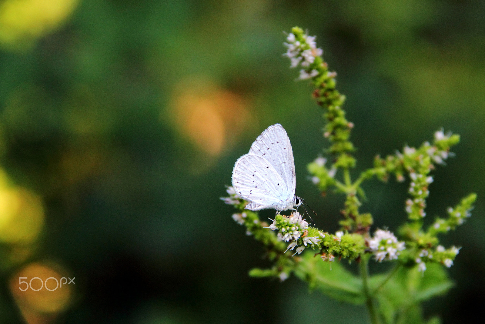 Canon EF-S 18-135mm F3.5-5.6 IS sample photo. Lungo la roggia photography