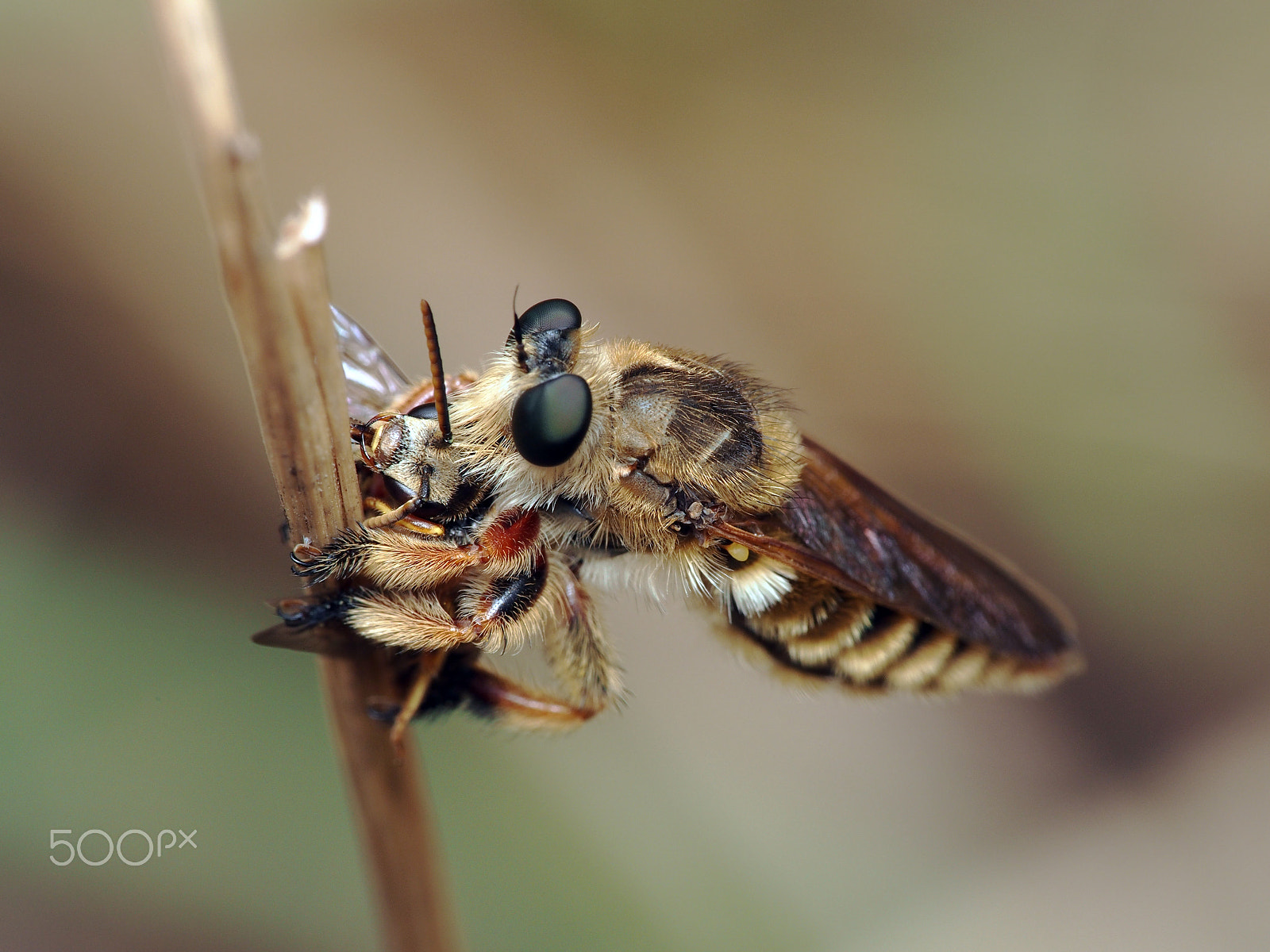 Olympus PEN E-PL5 sample photo. Robber fly with prey photography