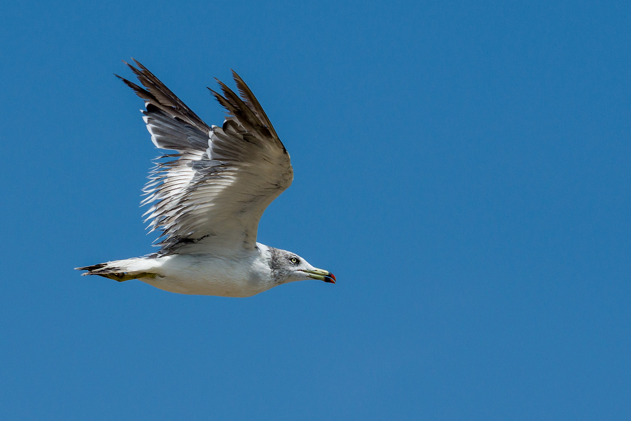 Pentax D FA* 70-200mm F2.8ED DC AW sample photo. ** photography